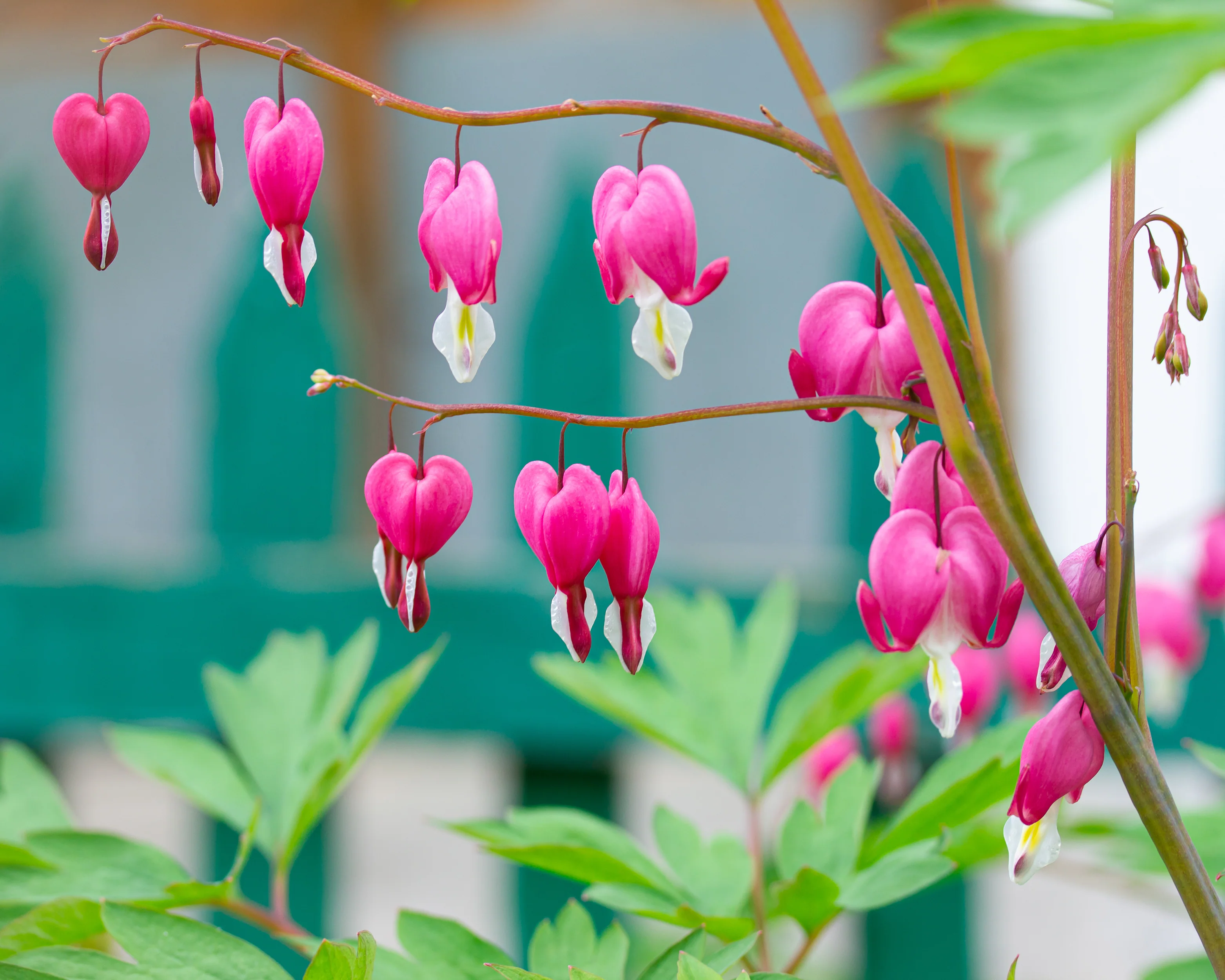 Dicentra spectabilis - Image 4
