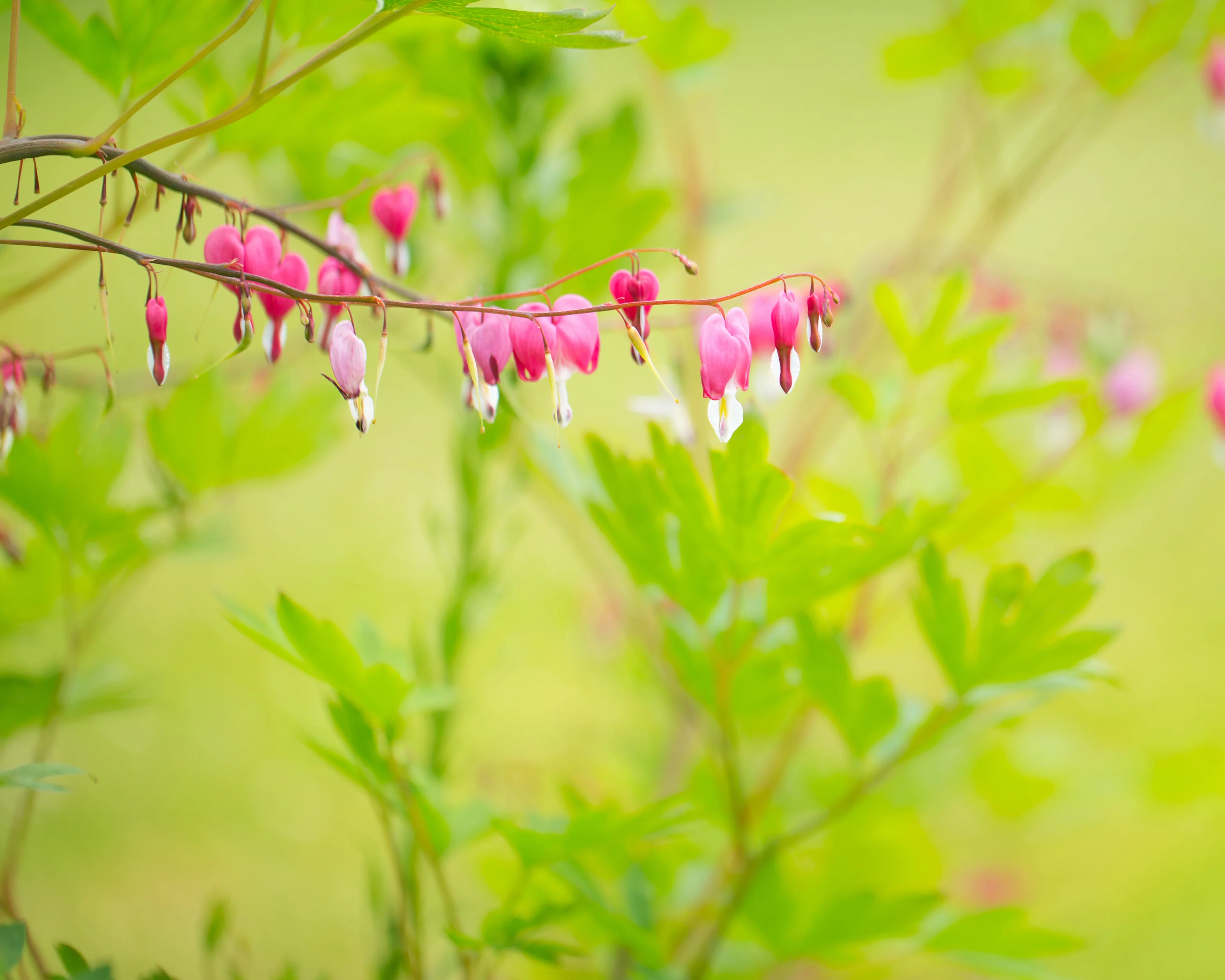 Dicentra spectabilis - Image 5