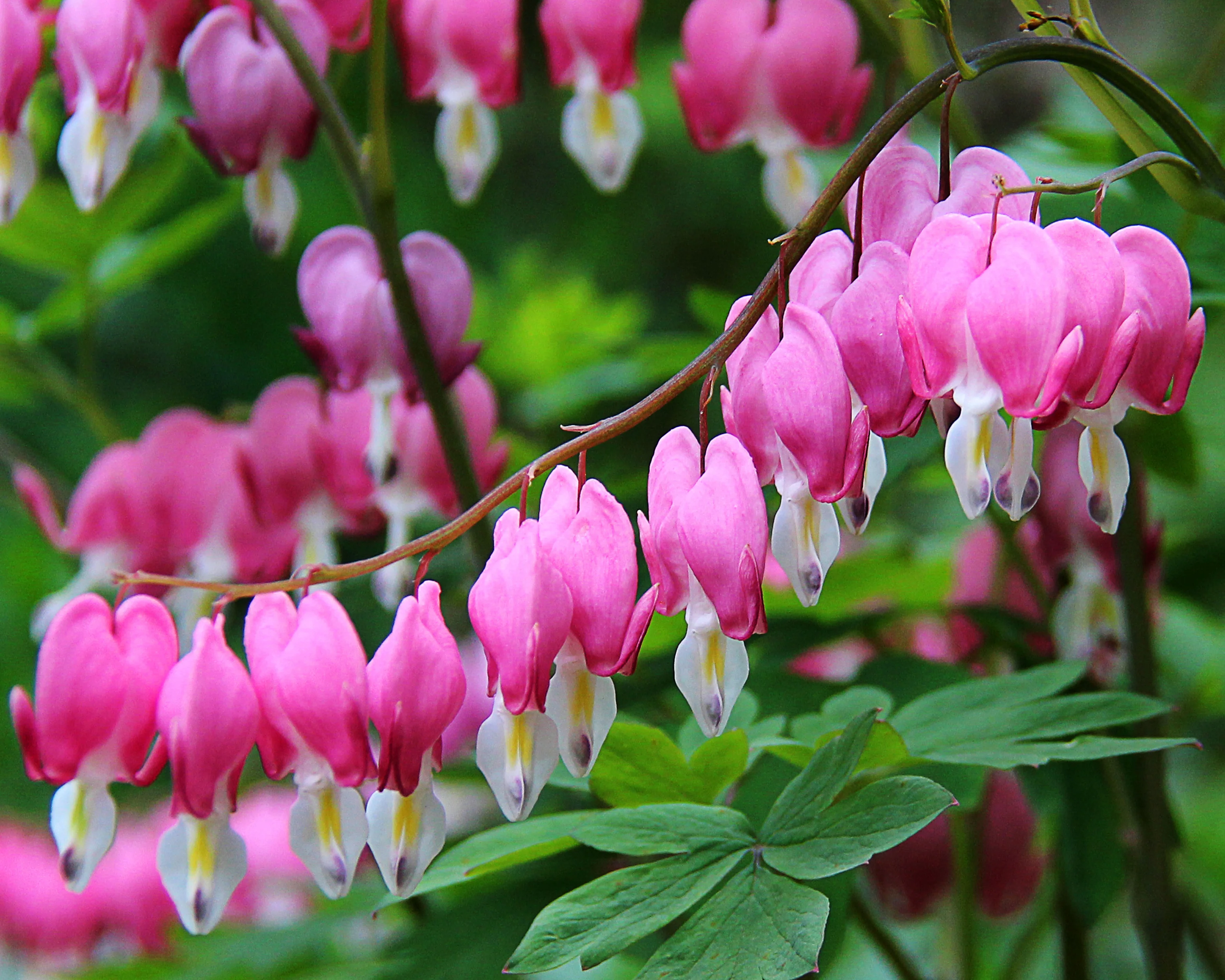 Dicentra spectabilis - Image 6