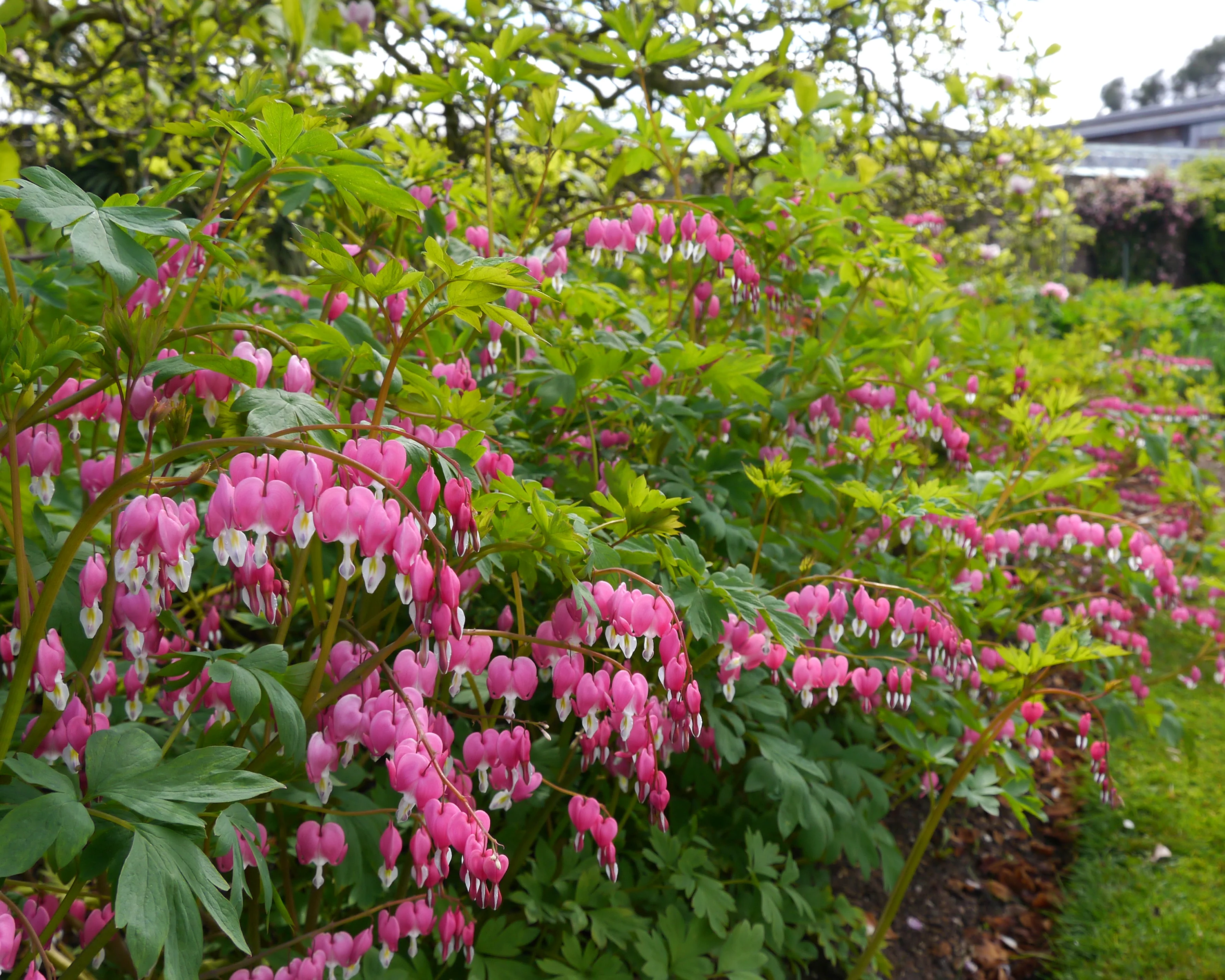 Dicentra spectabilis - Image 7