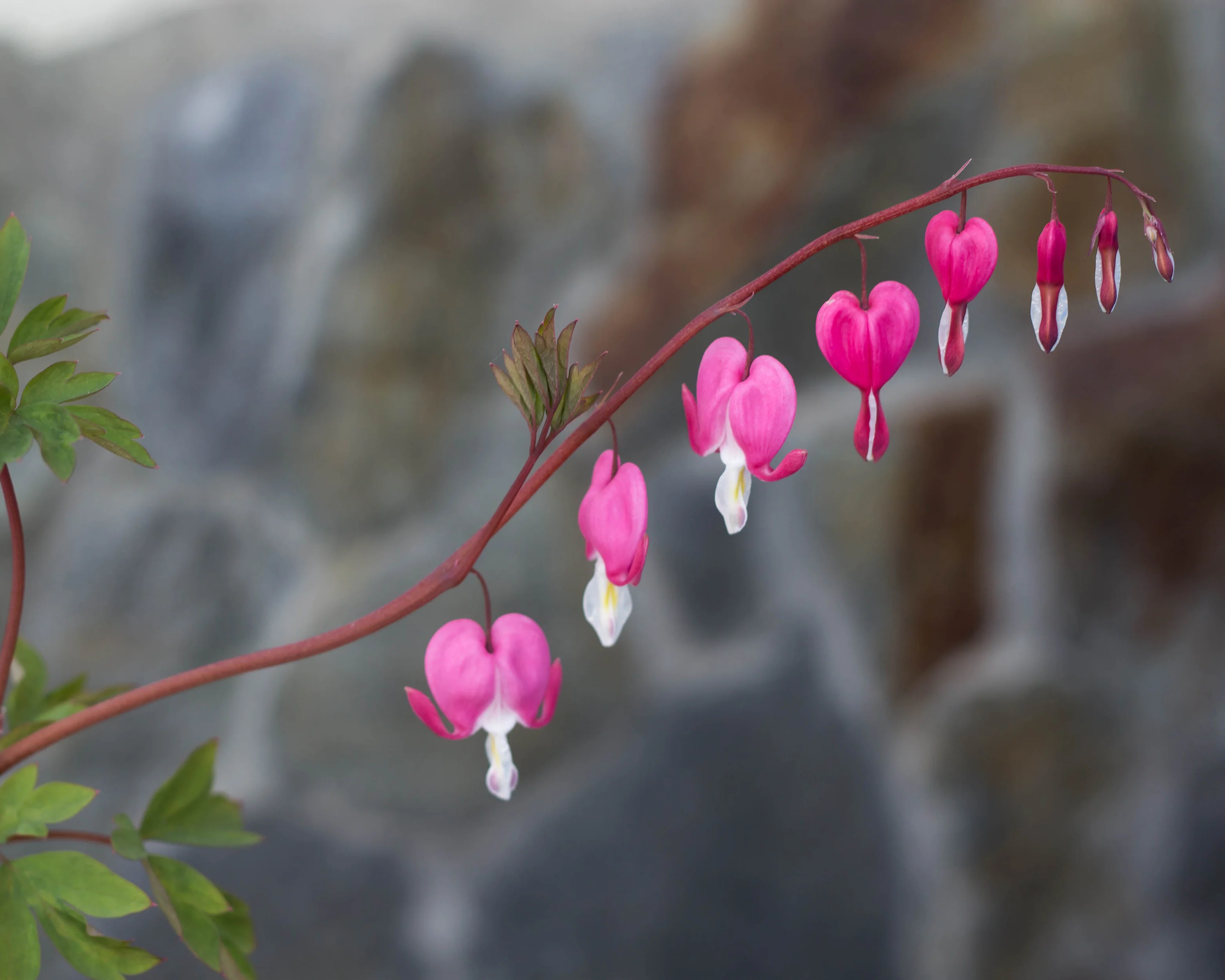 Dicentra spectabilis - Image 8