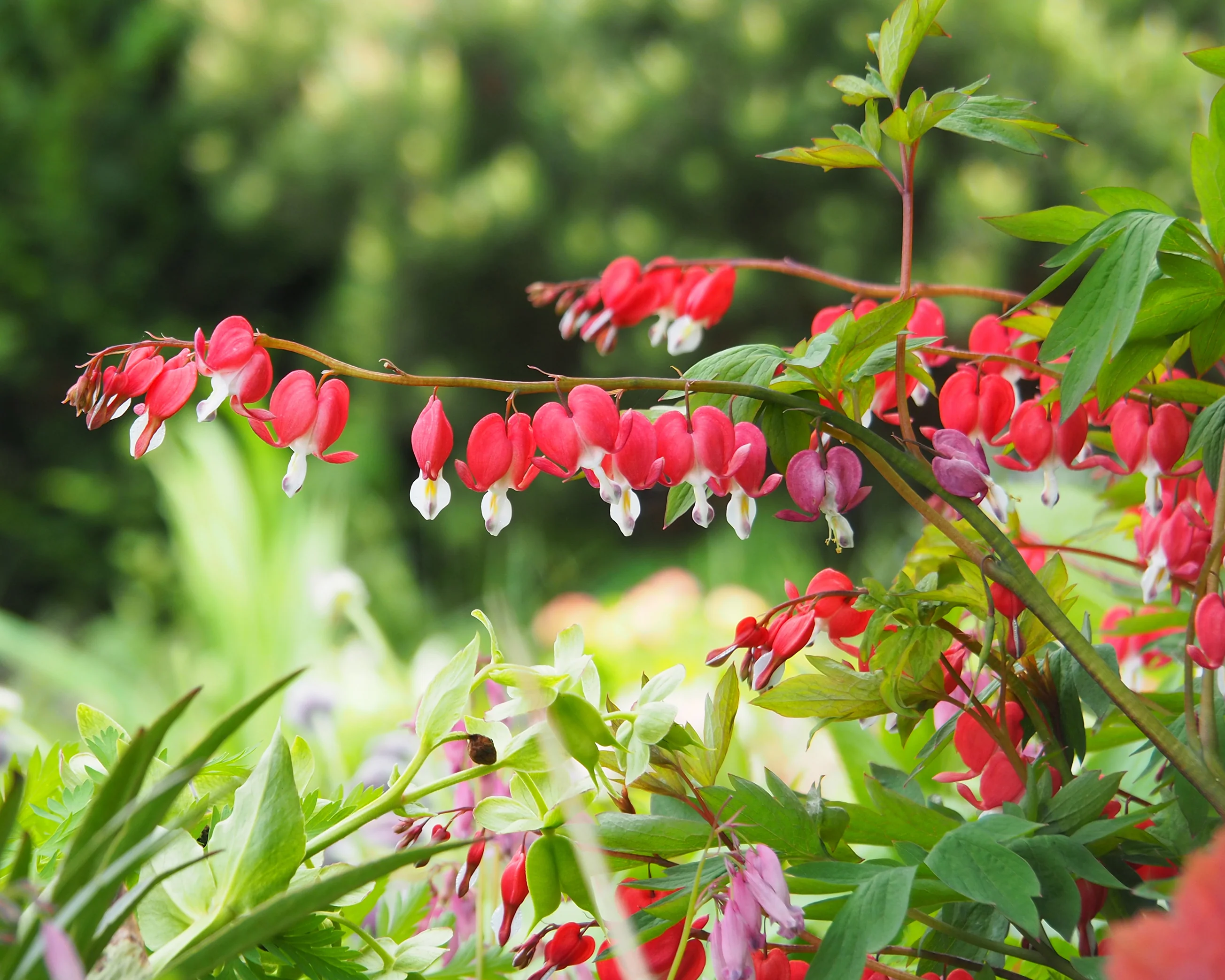 Dicentra 'Valentine' - Image 2