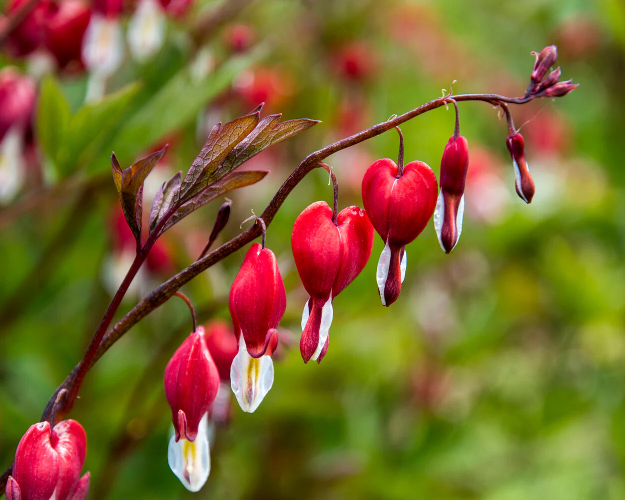 Dicentra 'Valentine' - Image 6
