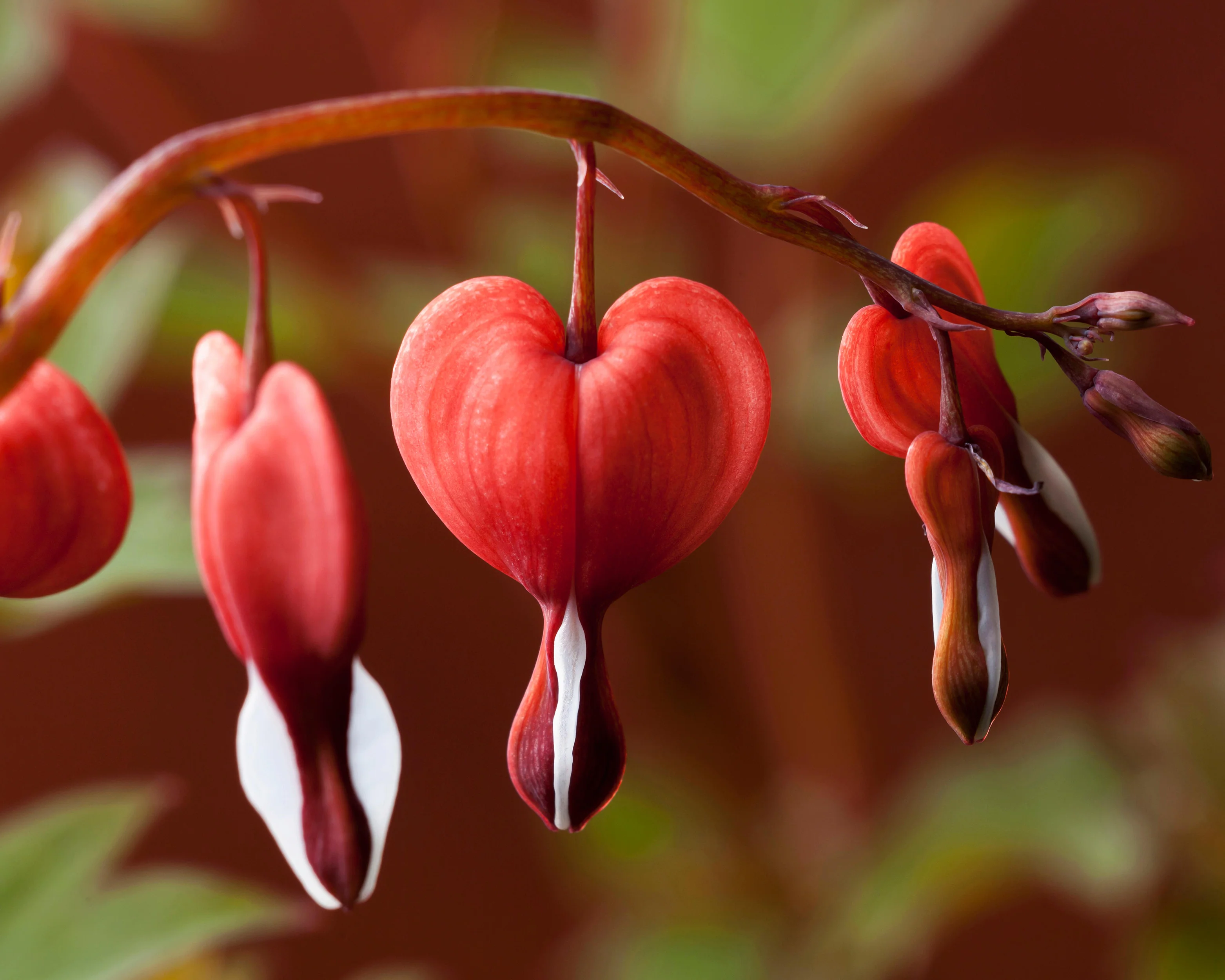 Dicentra 'Valentine' - Image 9