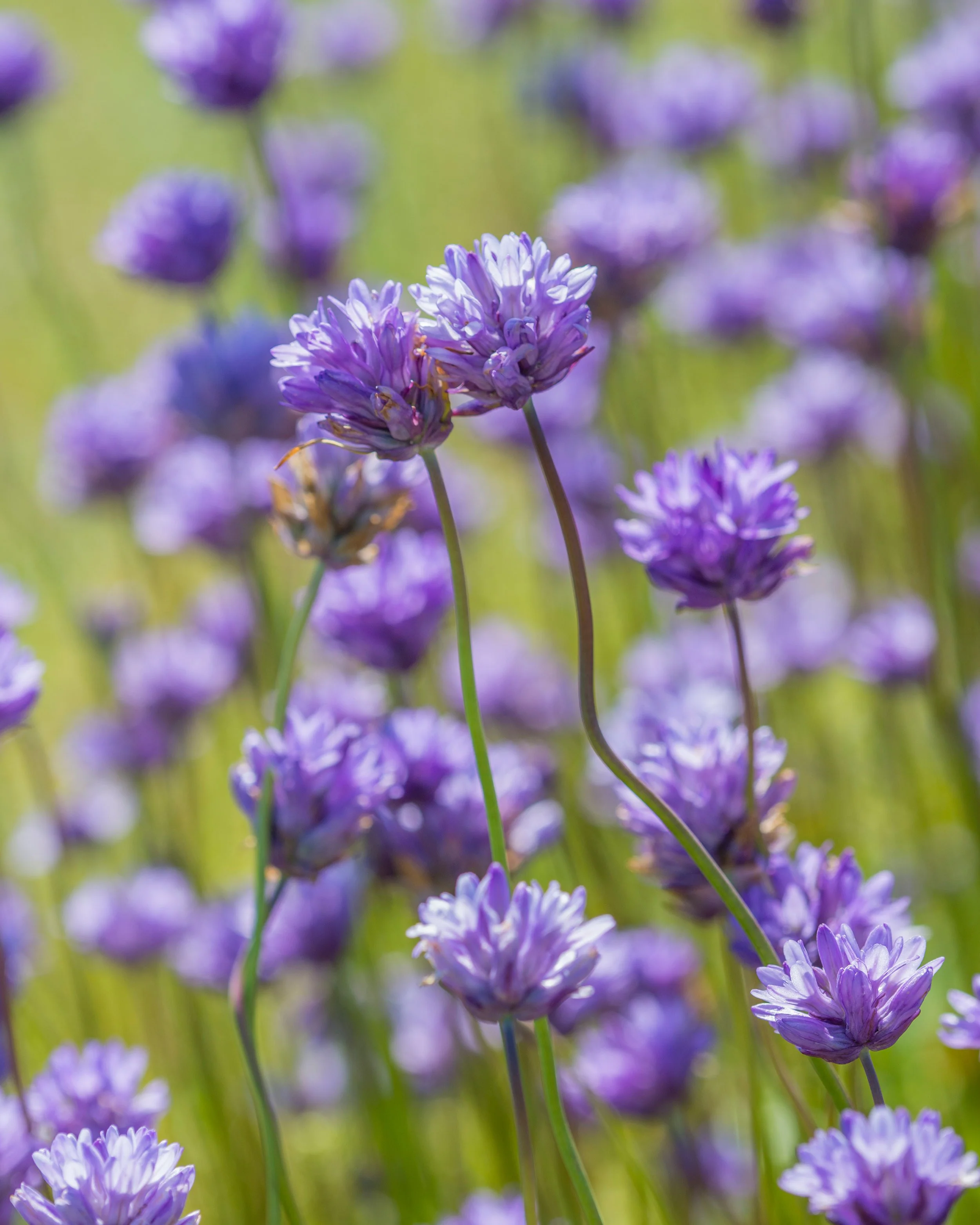 Dichelostemma congestum - Image 2