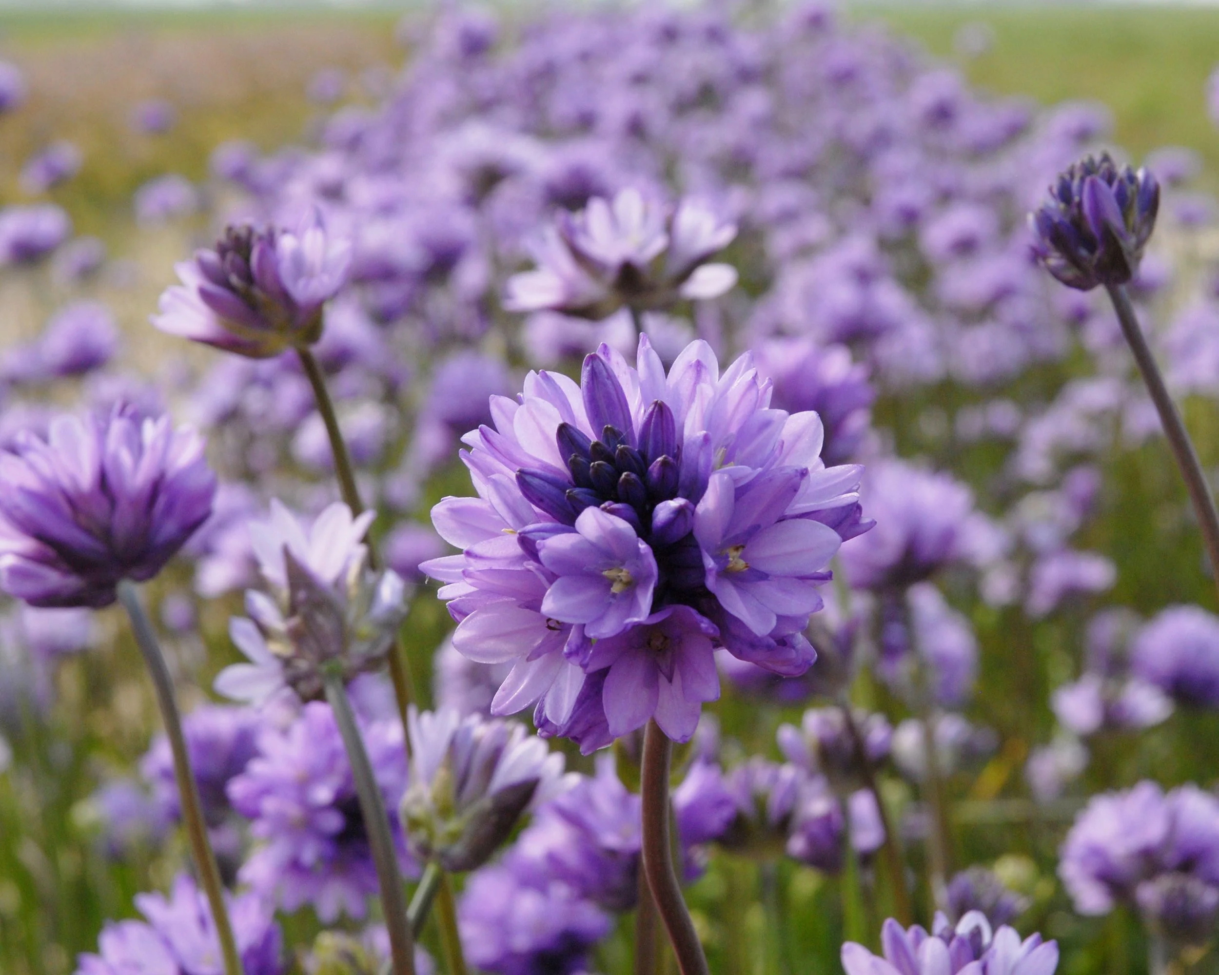 Dichelostemma congestum - Image 5