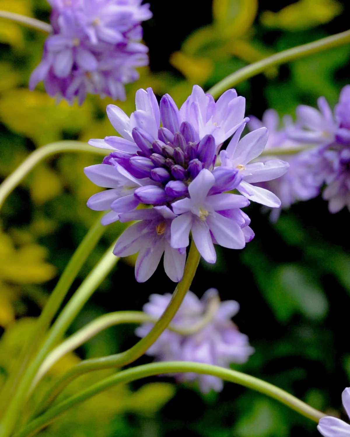 Dichelostemma congestum - Image 6