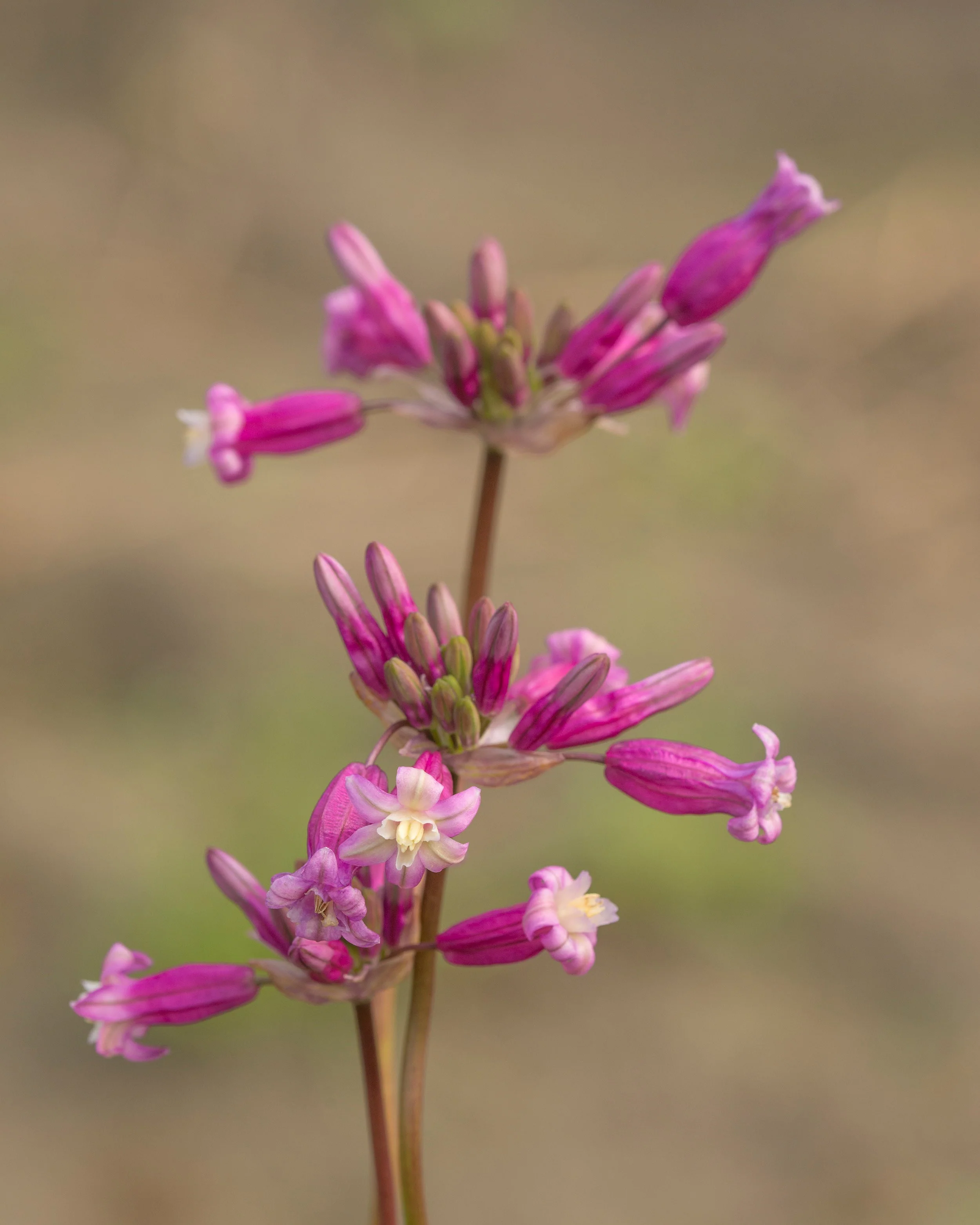 Dichelostemma 'Pink Diamond' - Image 3