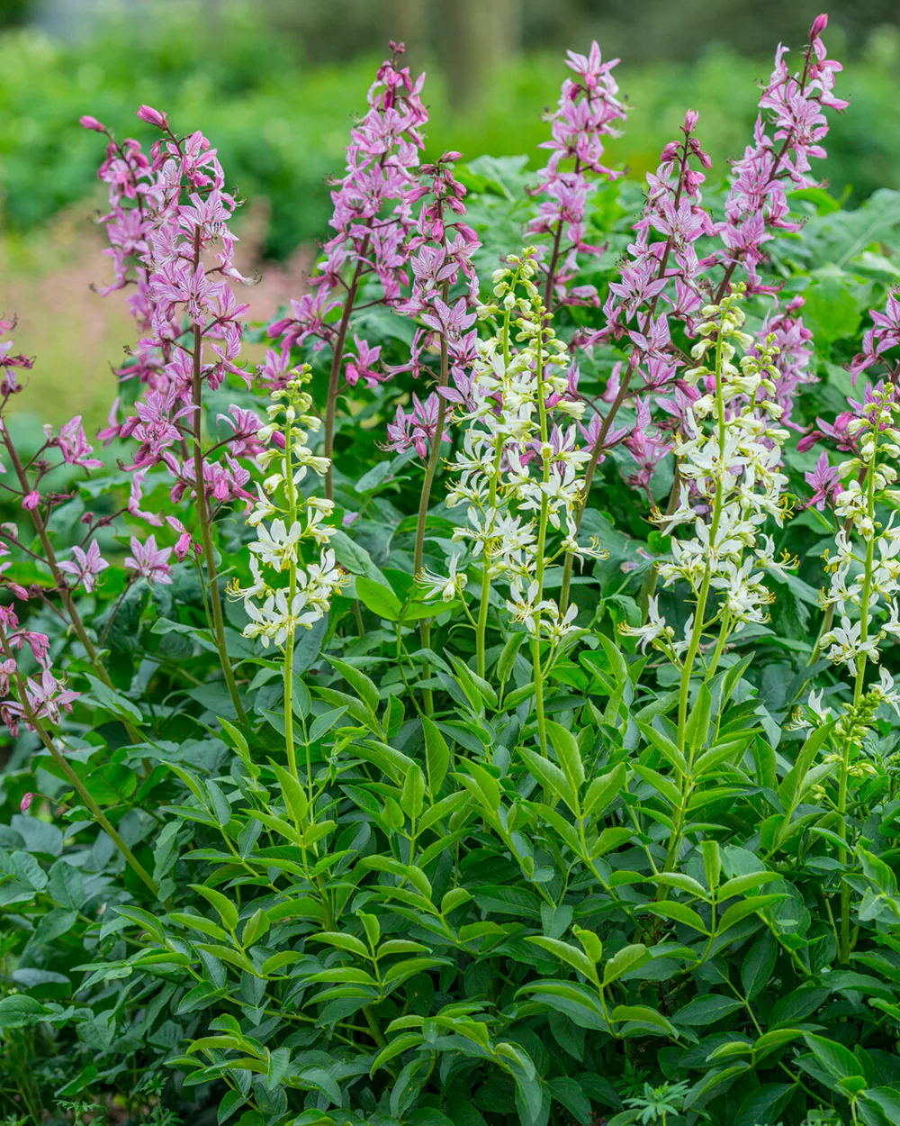 Dictamnus 'Albiflorus' - Image 4