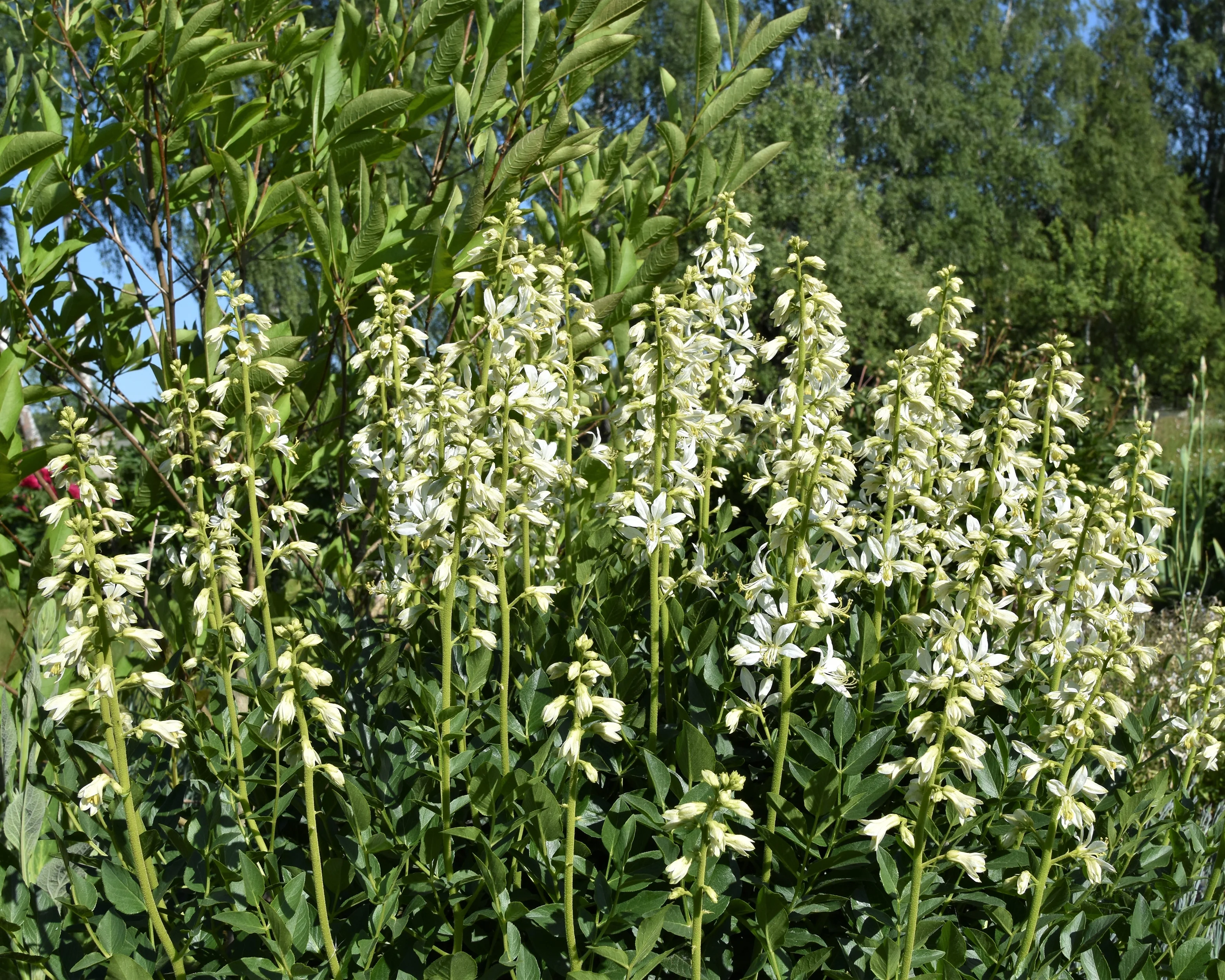 Dictamnus 'Albiflorus' - Image 6