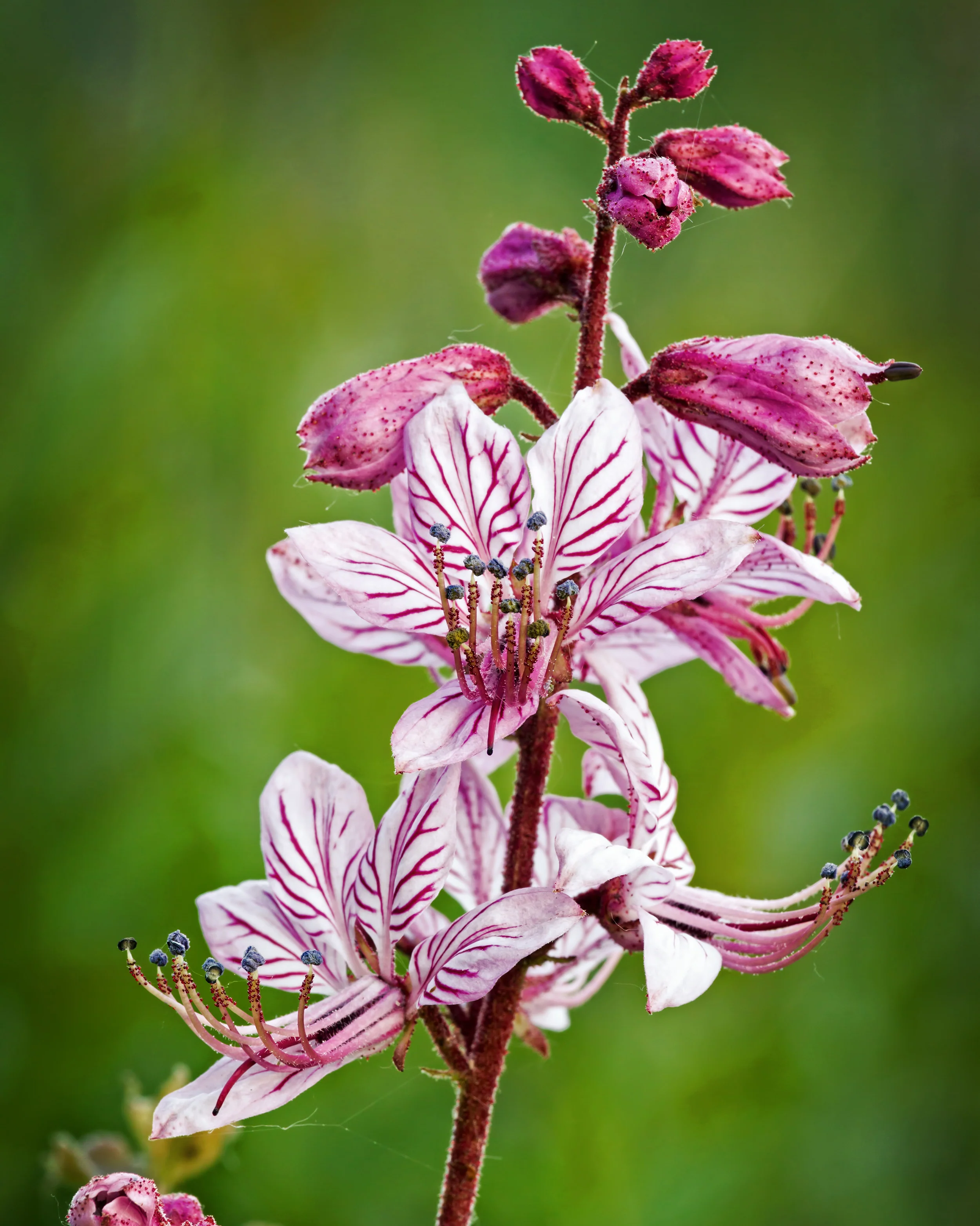 Dictamnus albus purpureus - Image 3