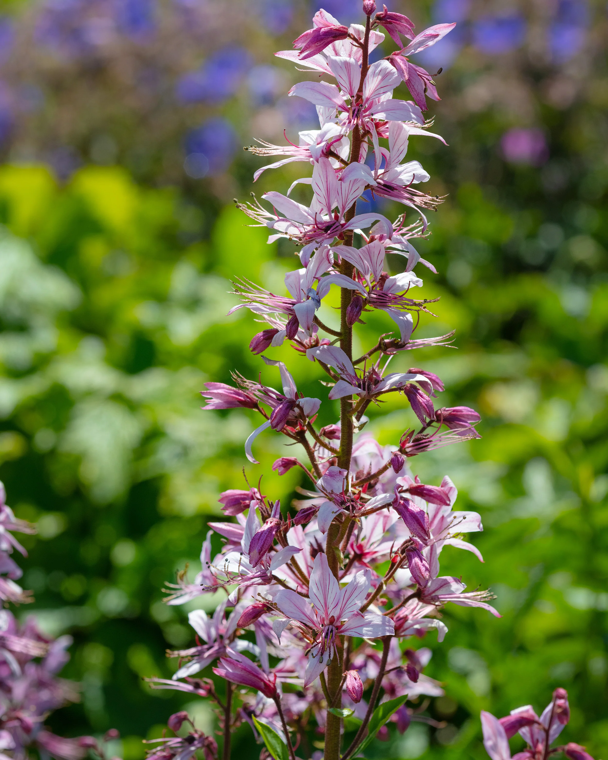Dictamnus albus purpureus - Image 8