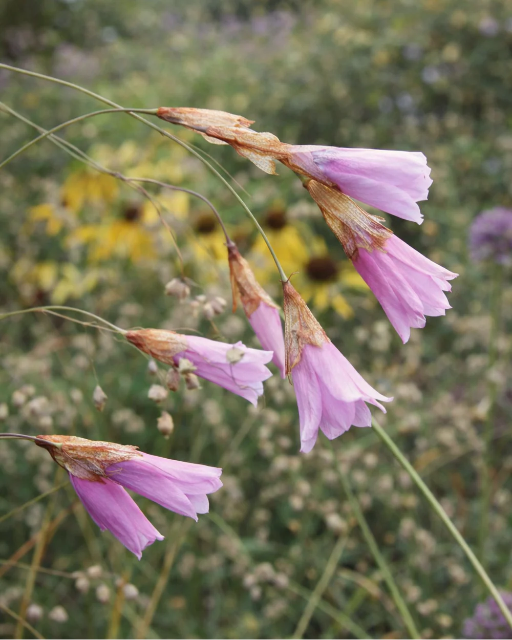 Dierama 'Luana' - Image 2