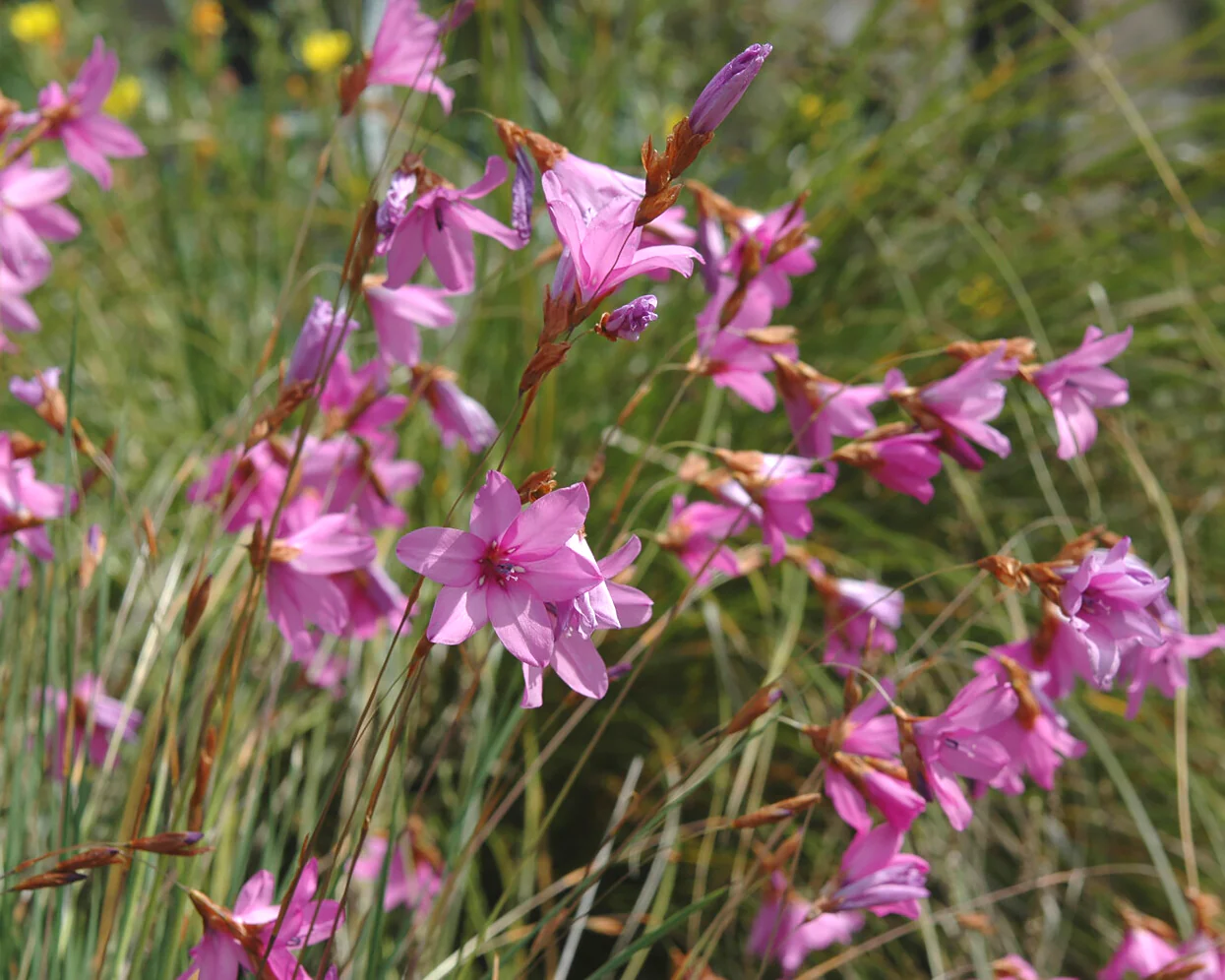 Dierama 'Luana' - Image 3
