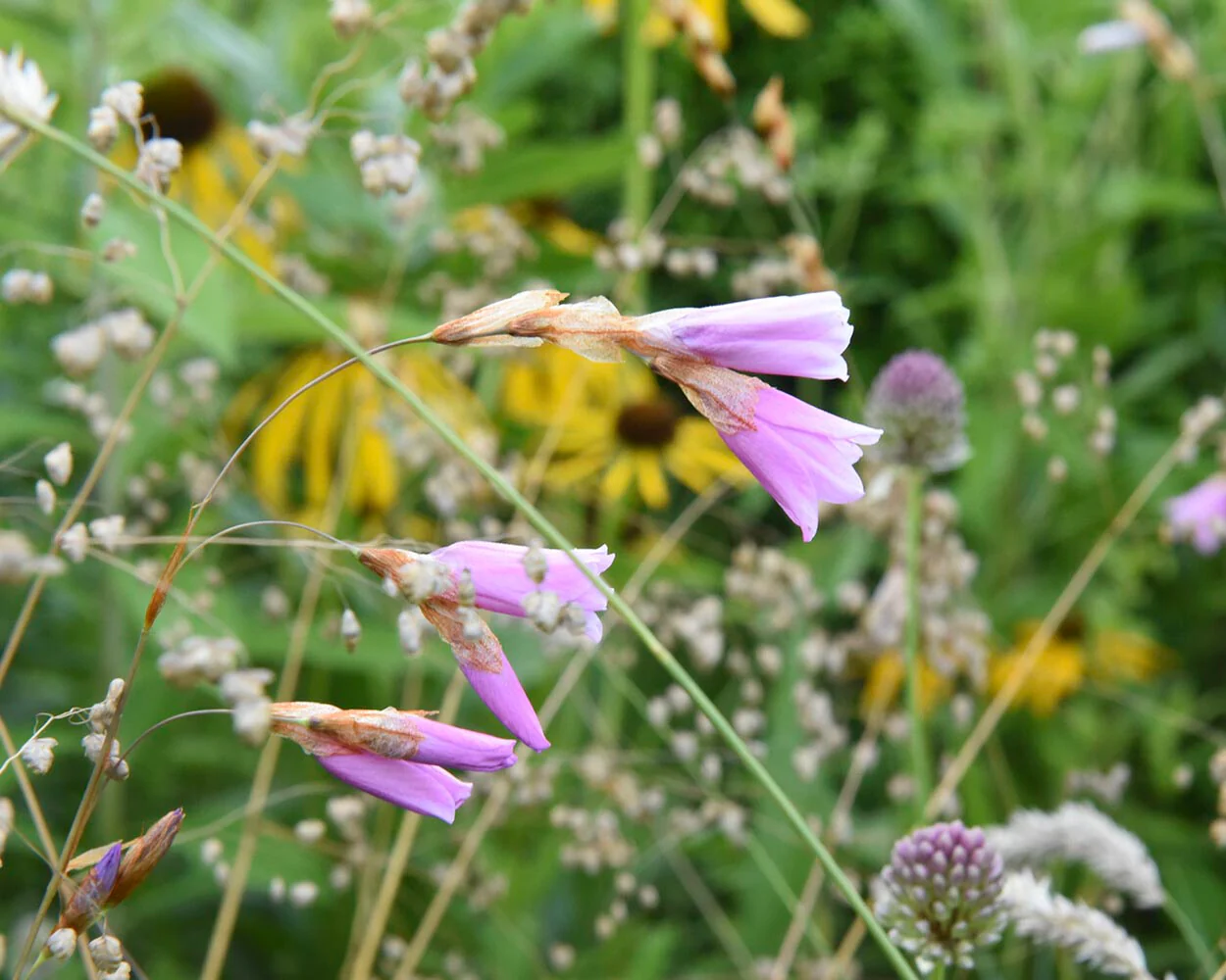 Dierama 'Luana' - Image 6