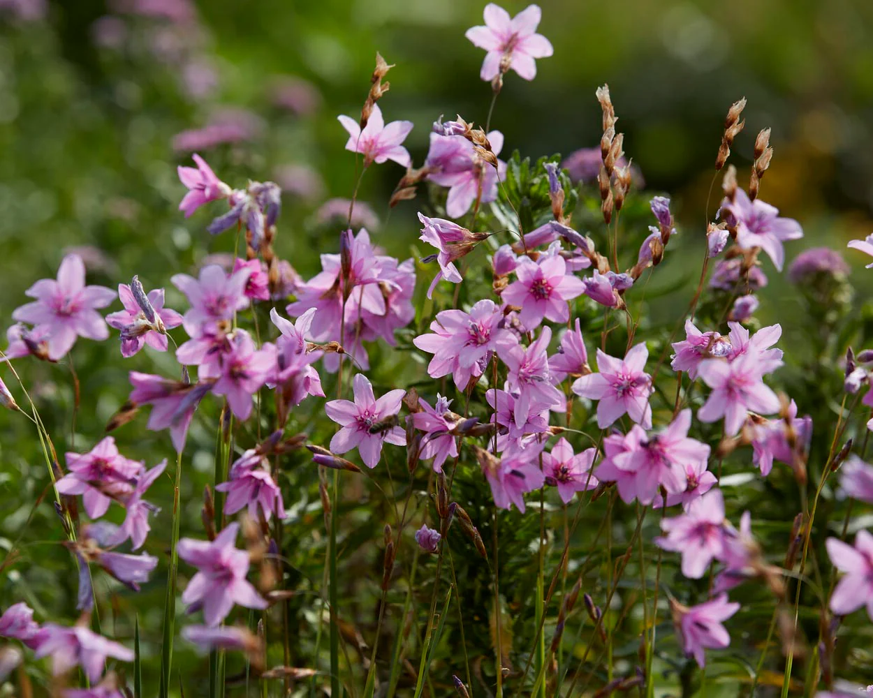 Dierama 'Luana' - Image 7