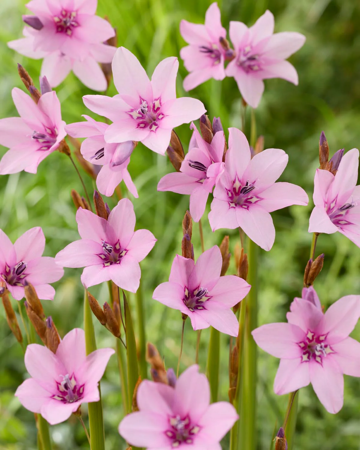 Dierama 'Luana' - Image 8