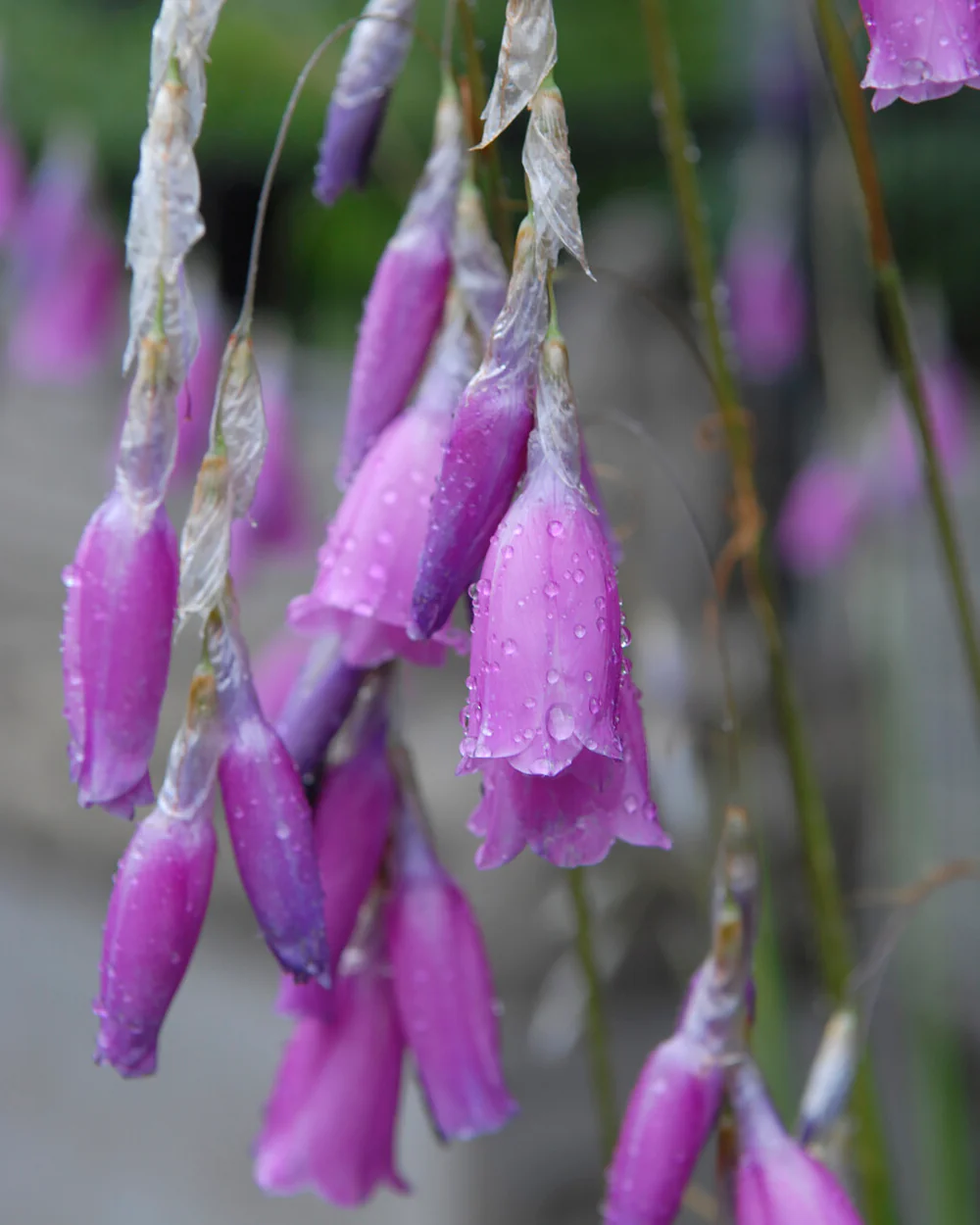 Dierama pulcherrimum - Image 10