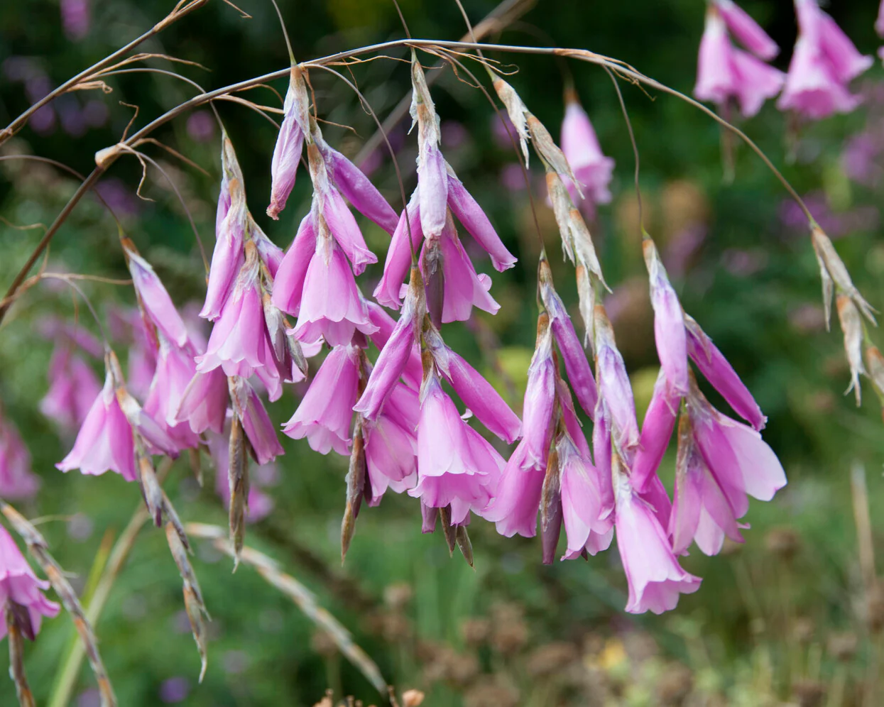 Dierama pulcherrimum - Image 11