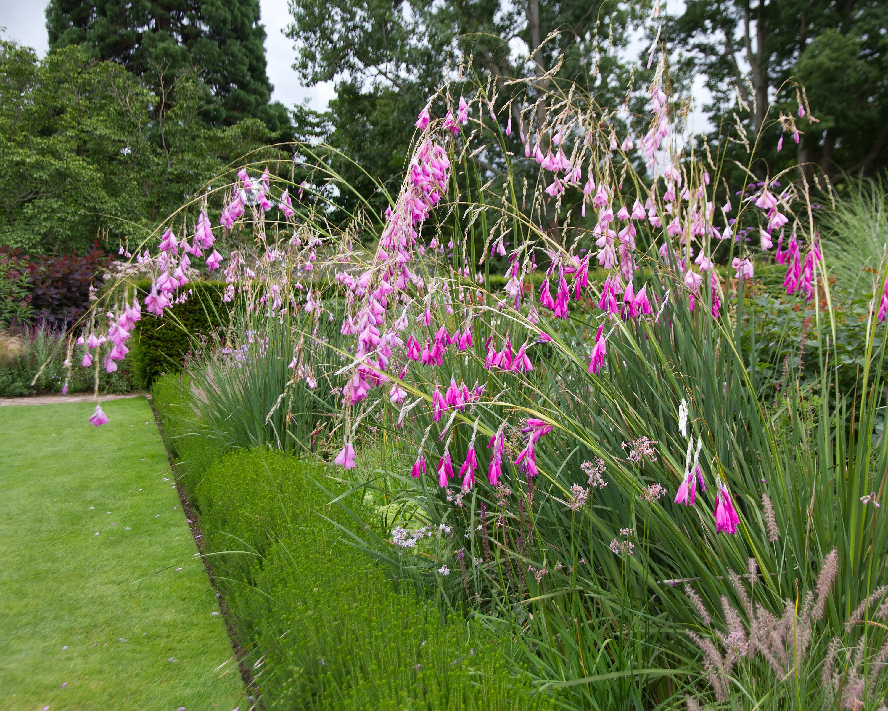 Dierama pulcherrimum - Image 4