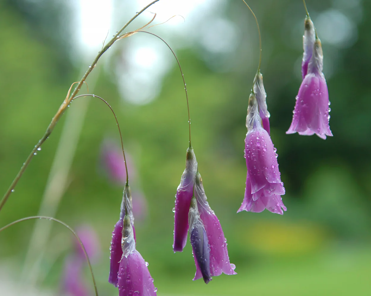 Dierama pulcherrimum - Image 6