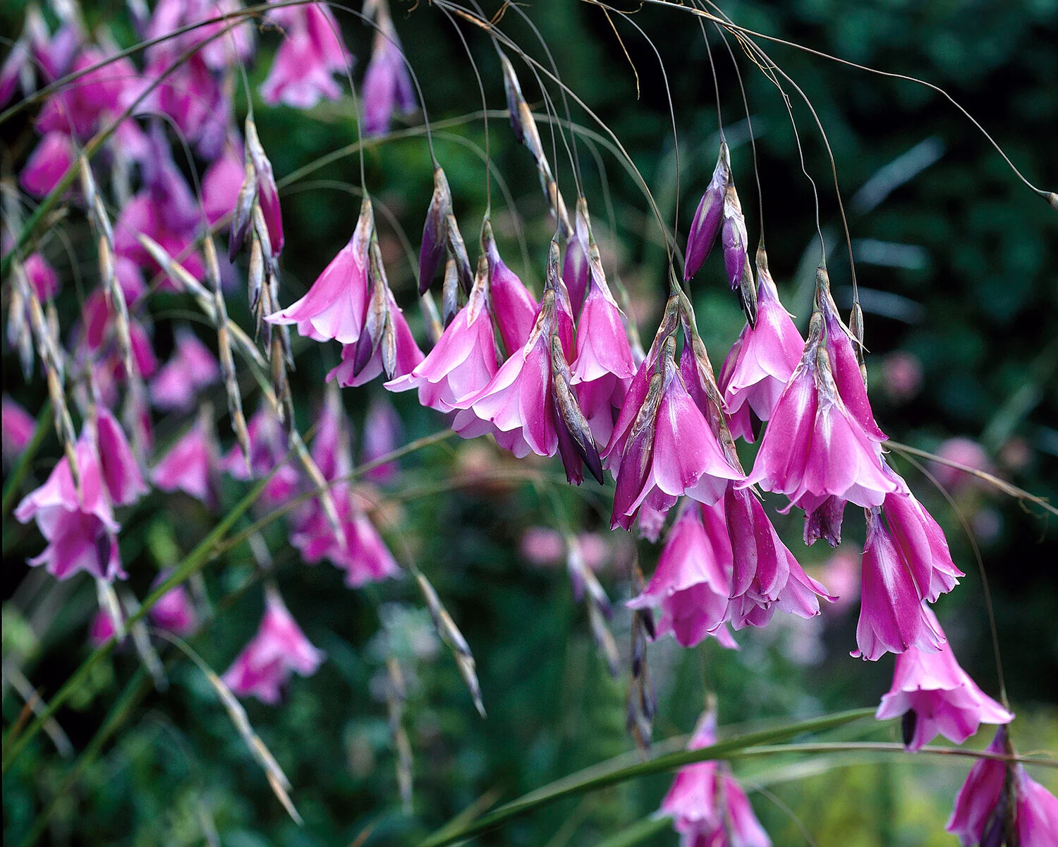 Dierama pulcherrimum - Image 8