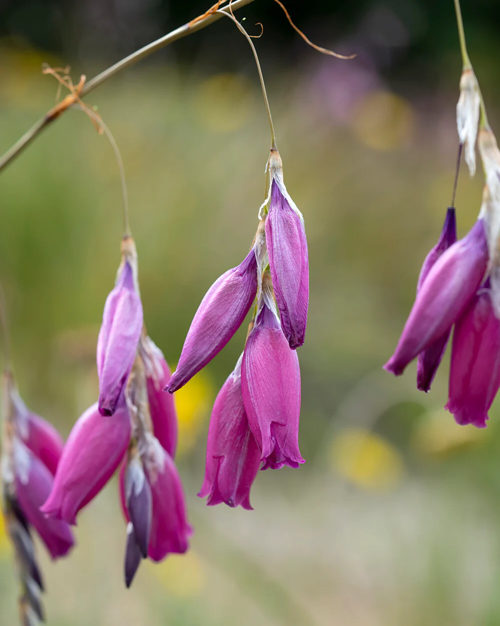 Dierama pulcherrimum - Image 9