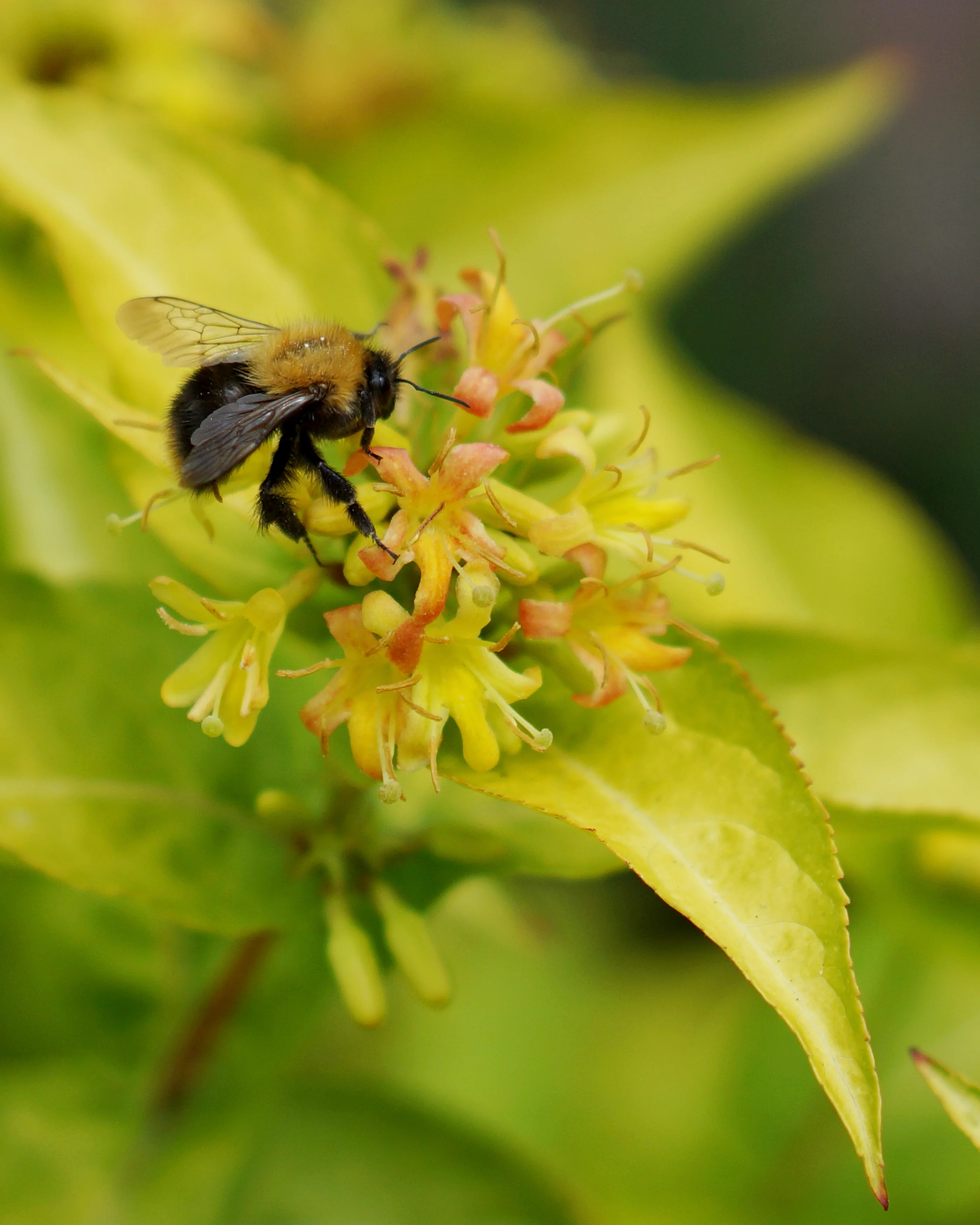 Diervilla 'Honeybee' - Image 3