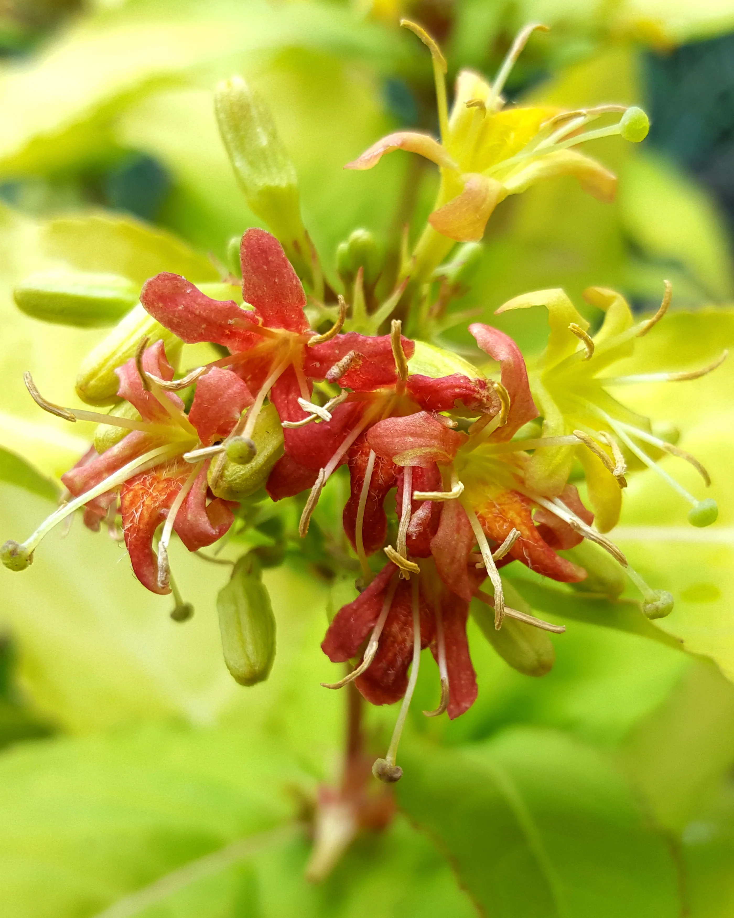 Diervilla 'Honeybee' - Image 6