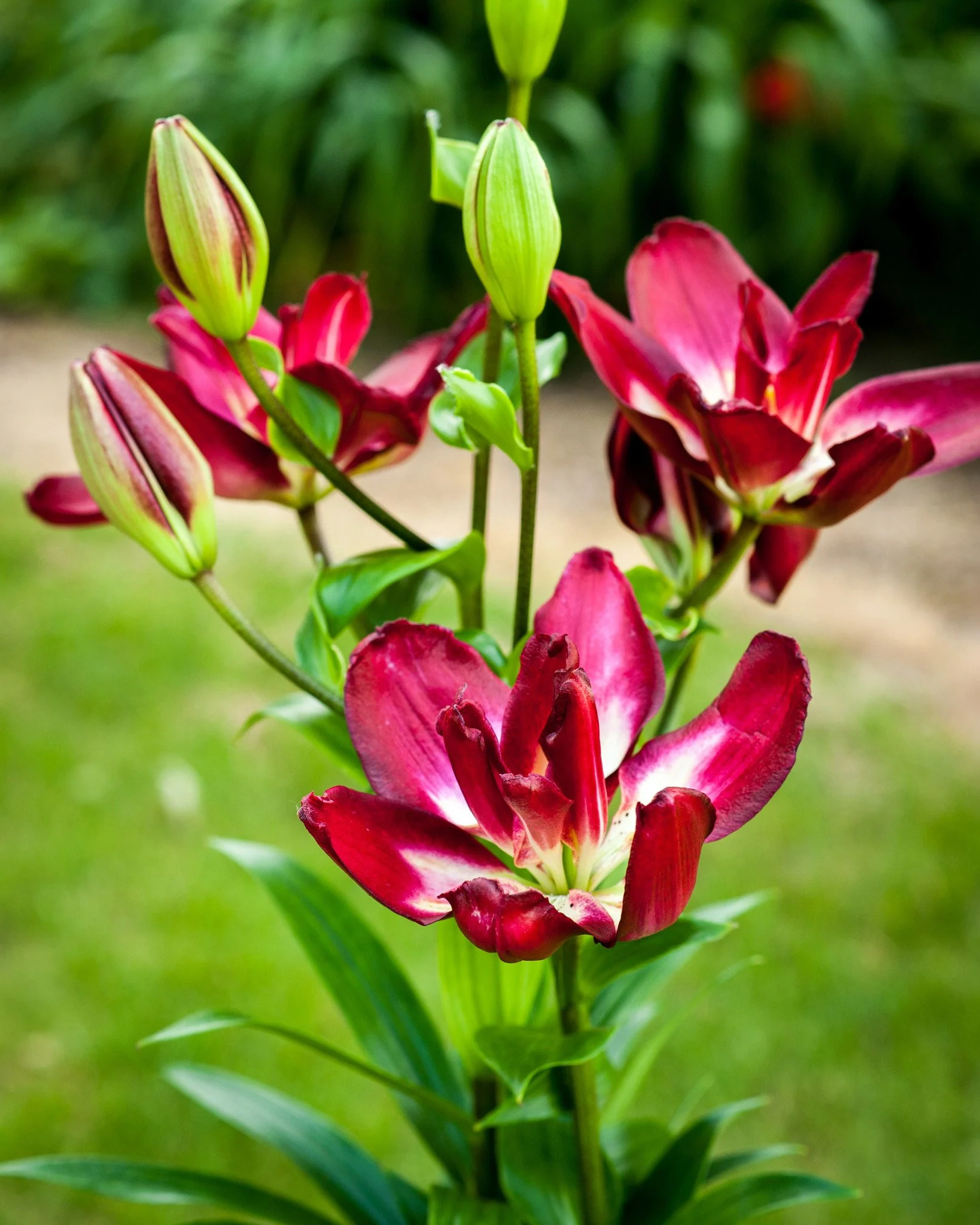Lily 'Double Sensation' - Image 2