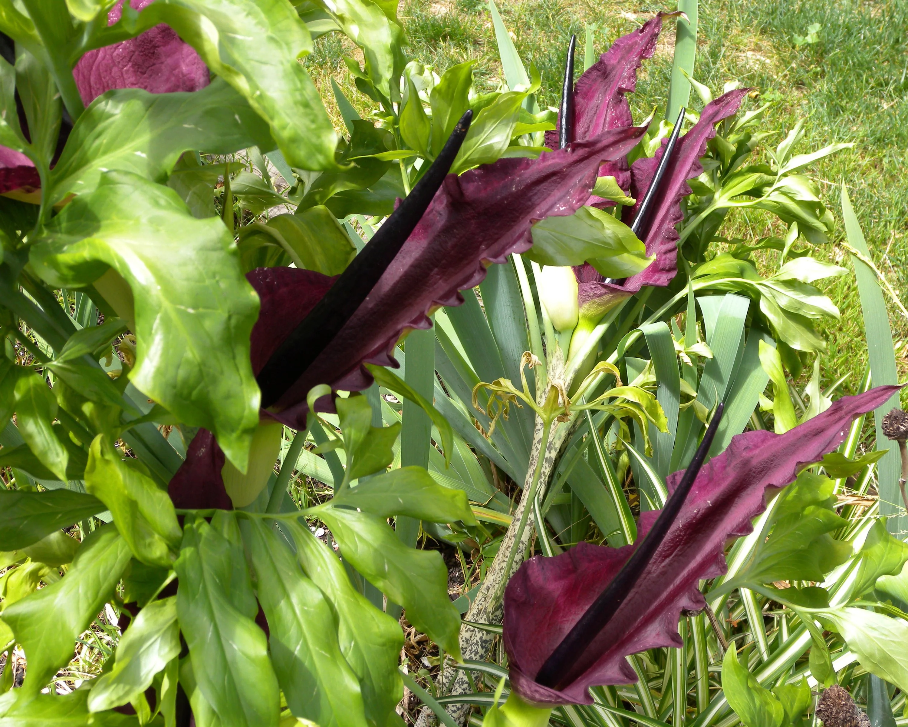 Dracunculus vulgaris - Image 4