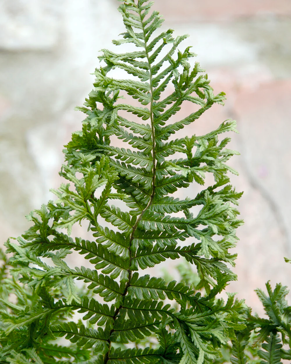 Dryopteris 'Cristata' - Image 5