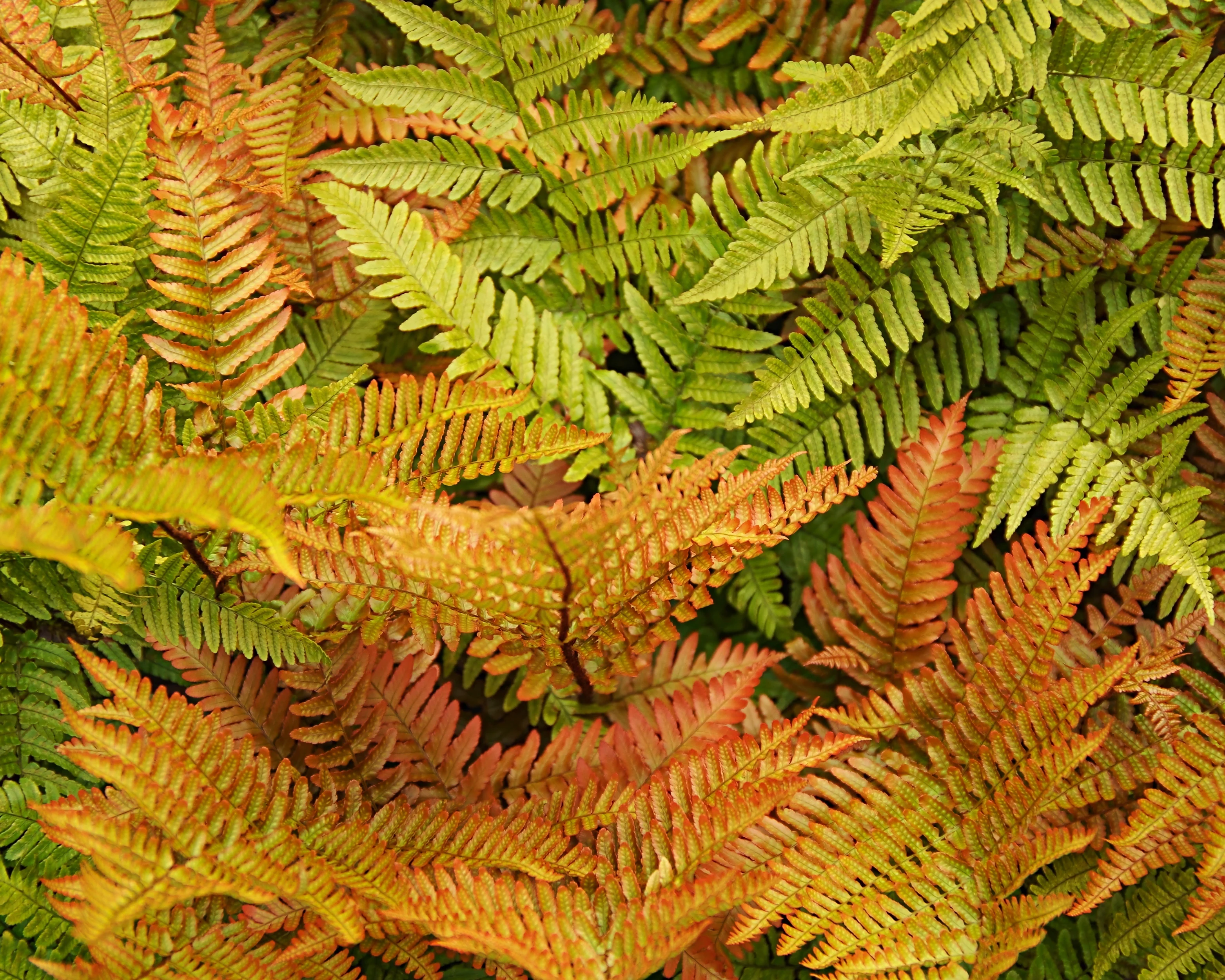 Dryopteris erythrosora - Image 3