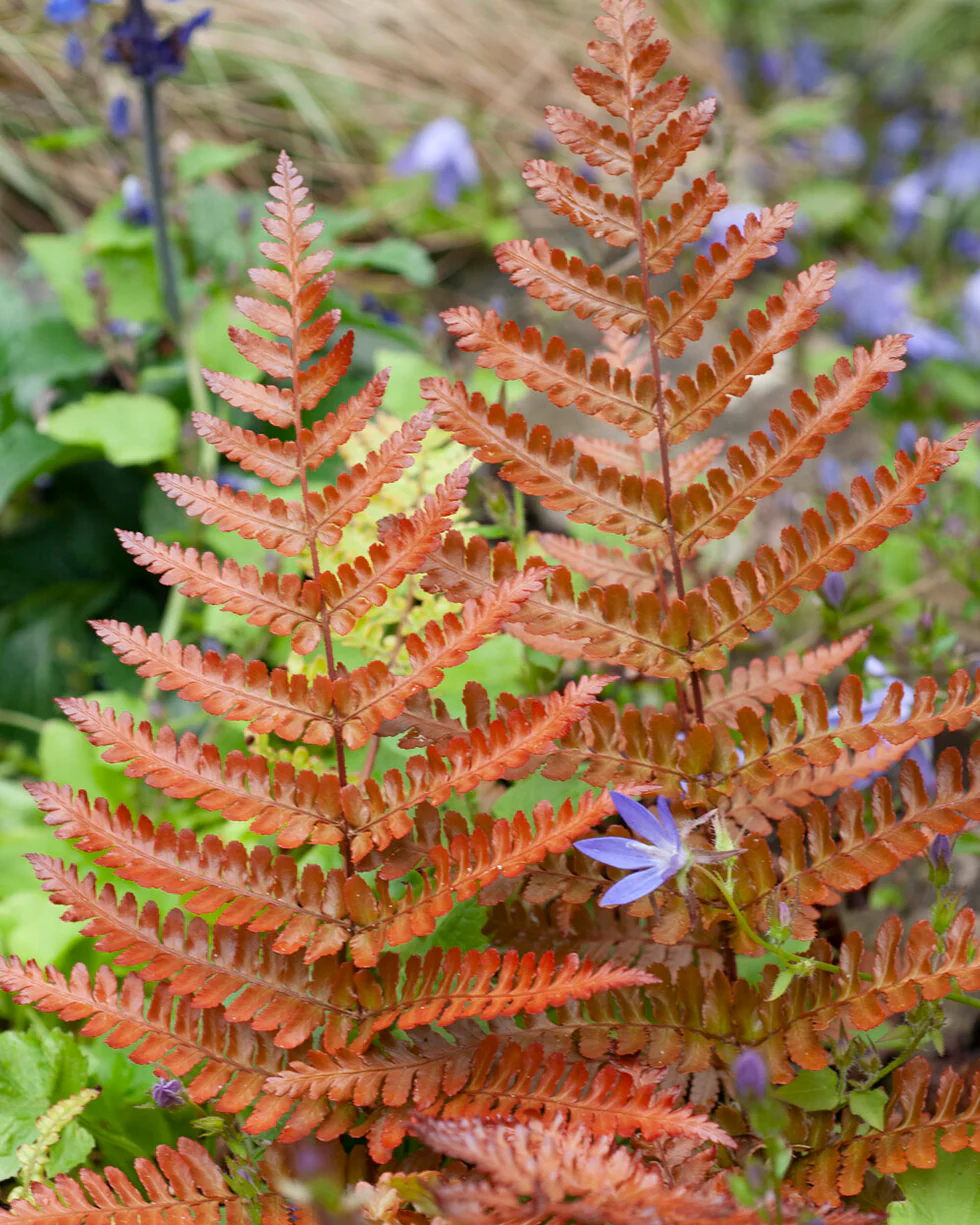 Dryopteris erythrosora - Image 5
