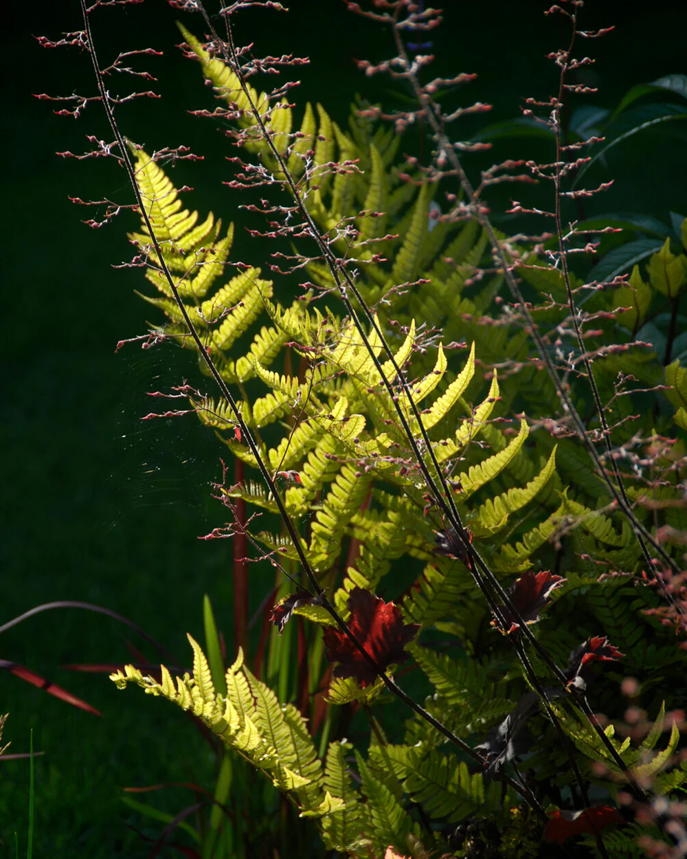 Dryopteris erythrosora - Image 6