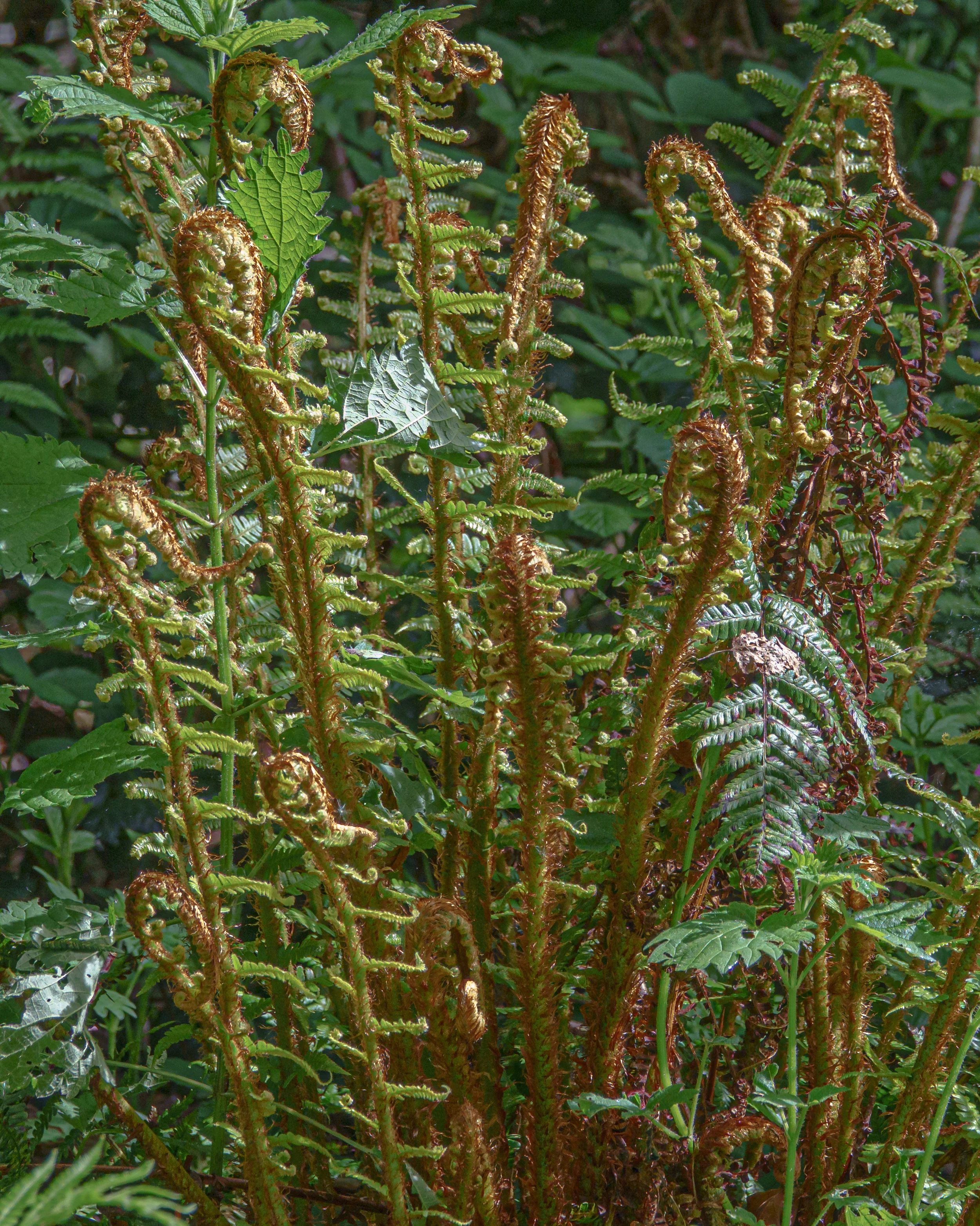 Dryopteris erythrosora - Image 9