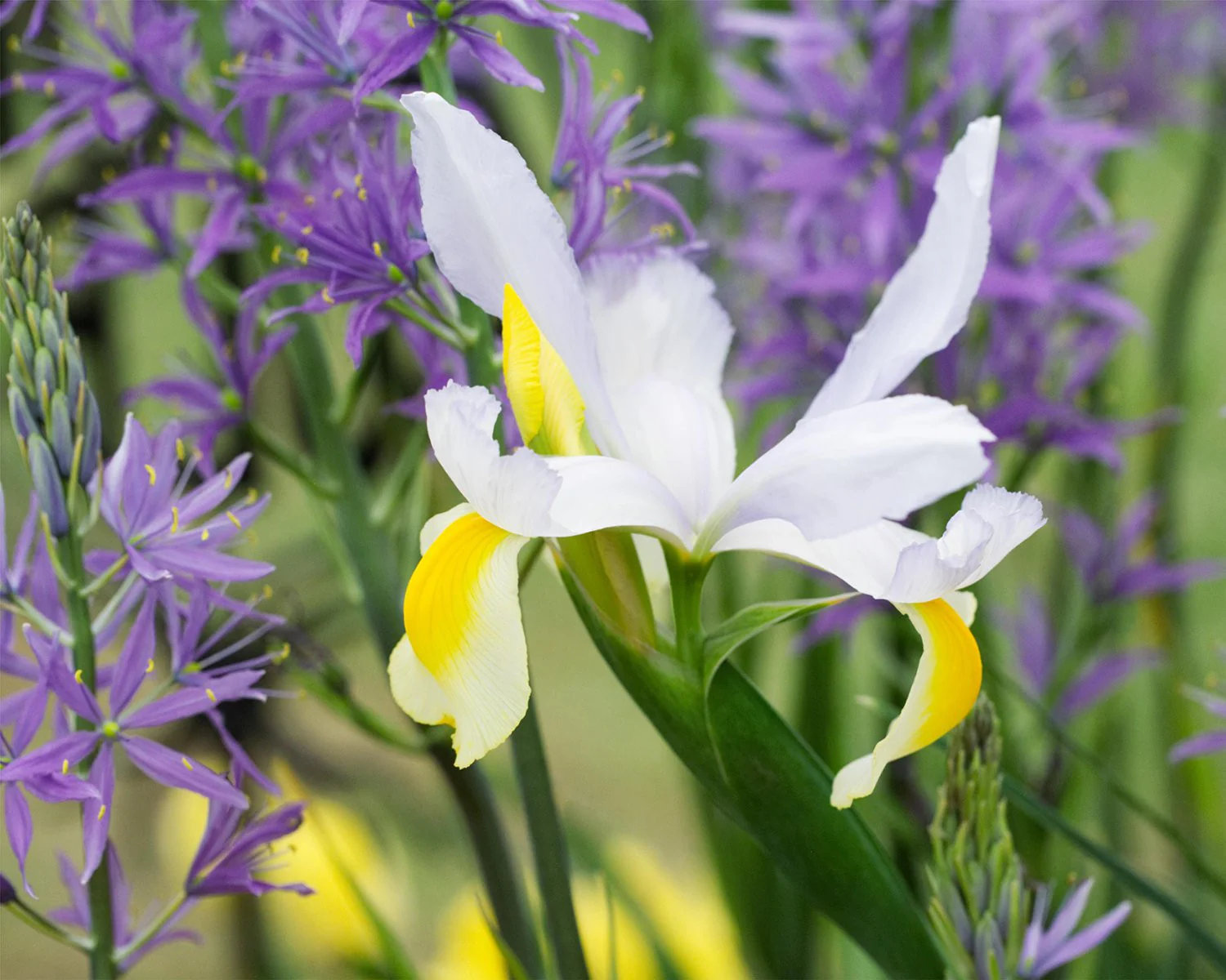 Dutch Iris 'Alaska' - Image 2