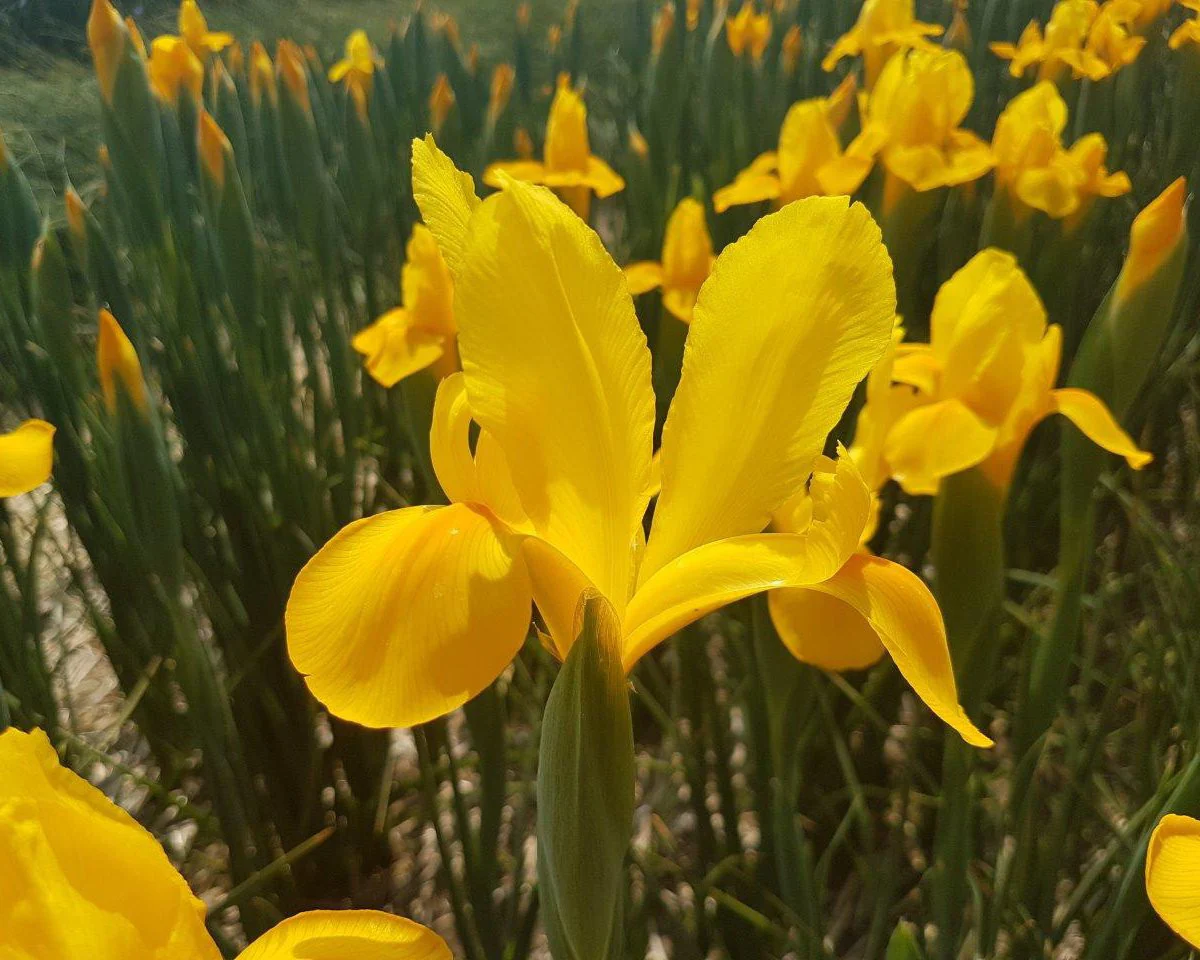 Dutch Iris 'Golden Beauty' - Image 2