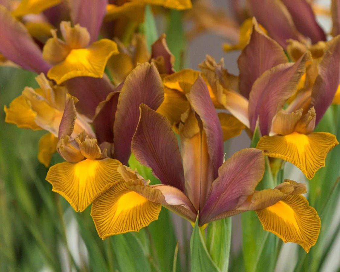 Dutch Iris 'Lion King' - Image 3
