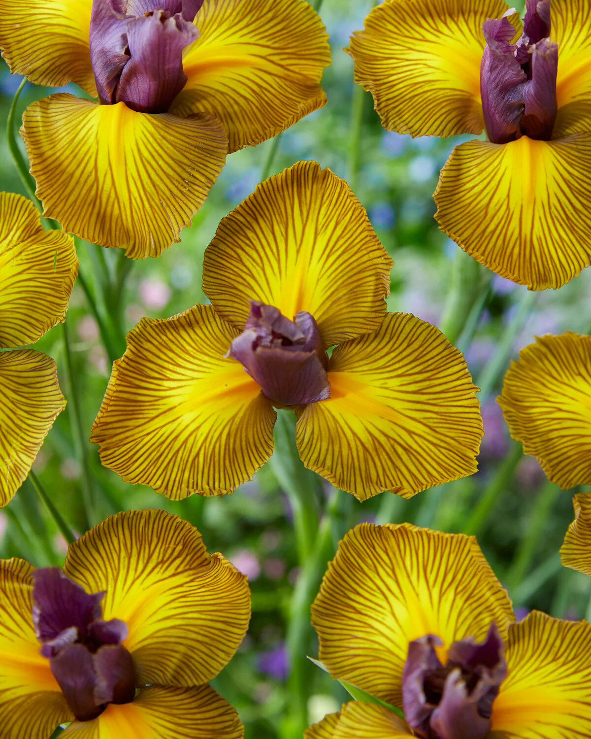 Dutch Iris 'Picasso' - Image 2
