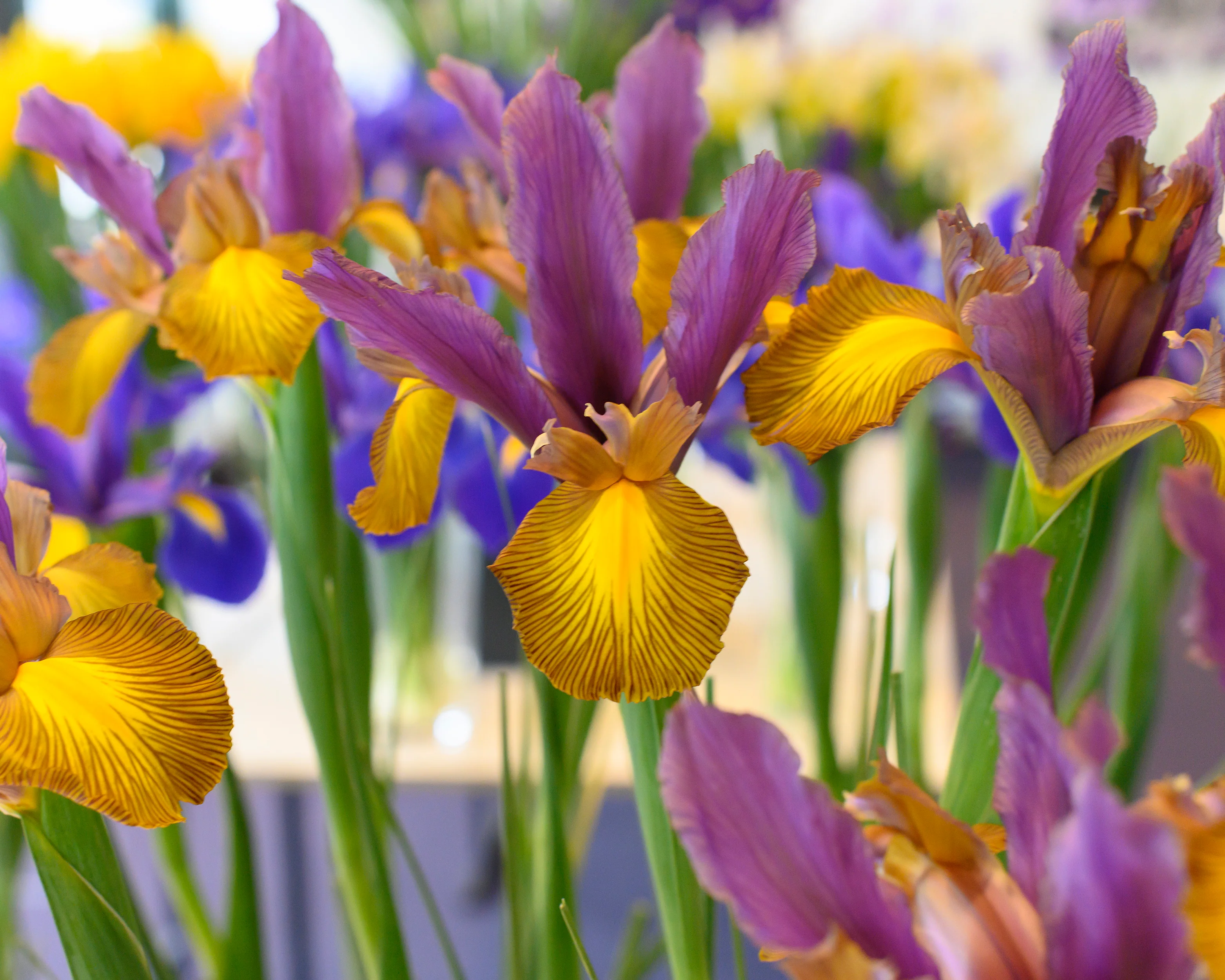 Dutch Iris 'Picasso' - Image 4