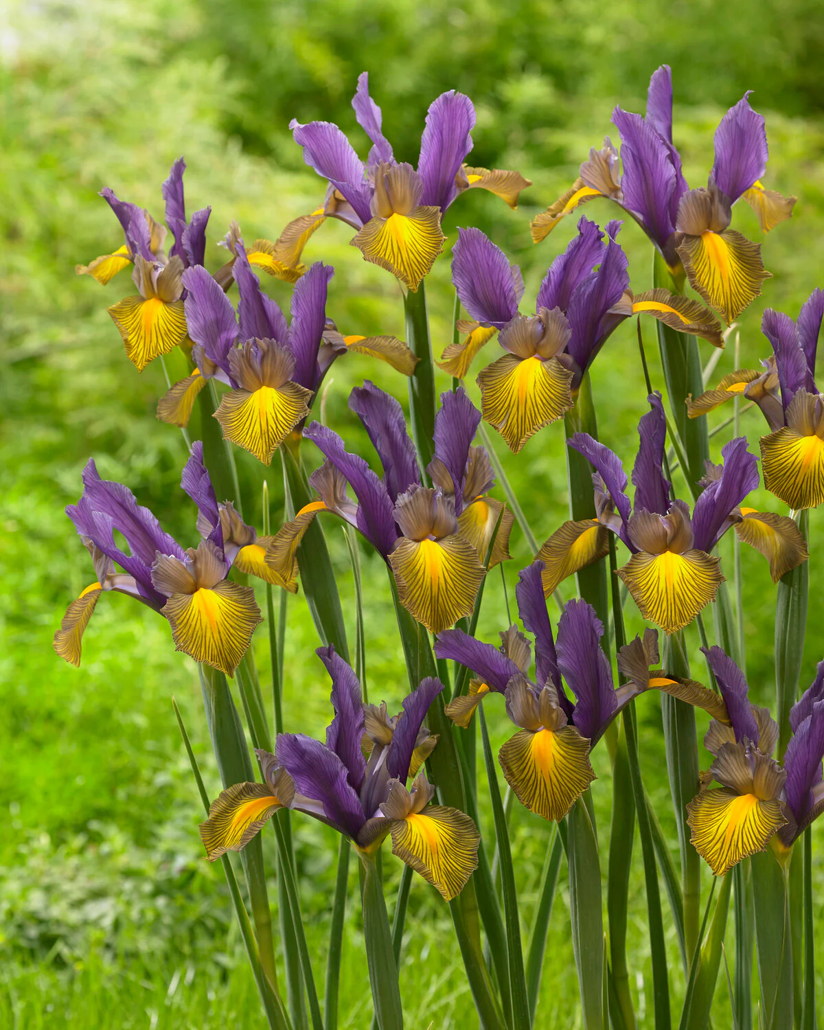 Dutch Iris 'Picasso' - Image 5