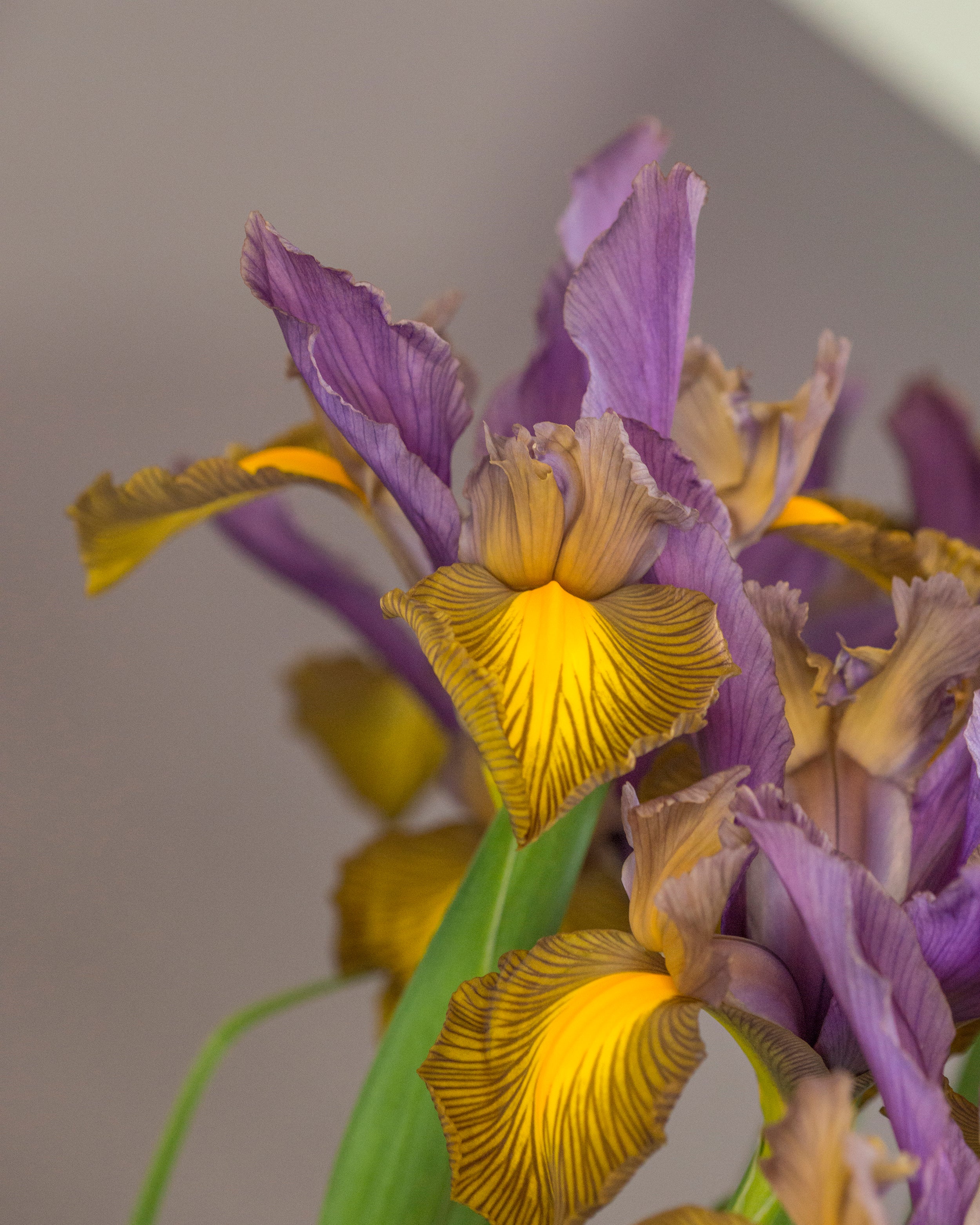 Dutch Iris 'Picasso' - Image 7