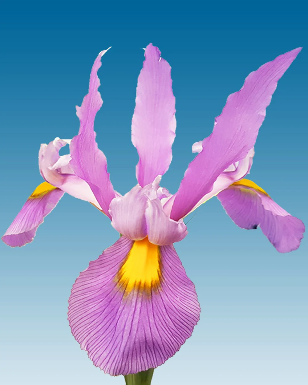 Dutch Iris 'Pink Panther' - Image 2