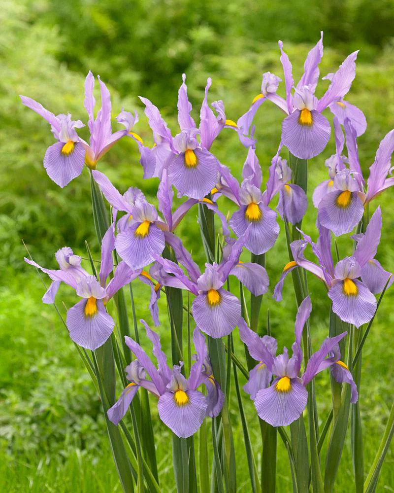 Dutch Iris 'Pink Panther' - Image 3