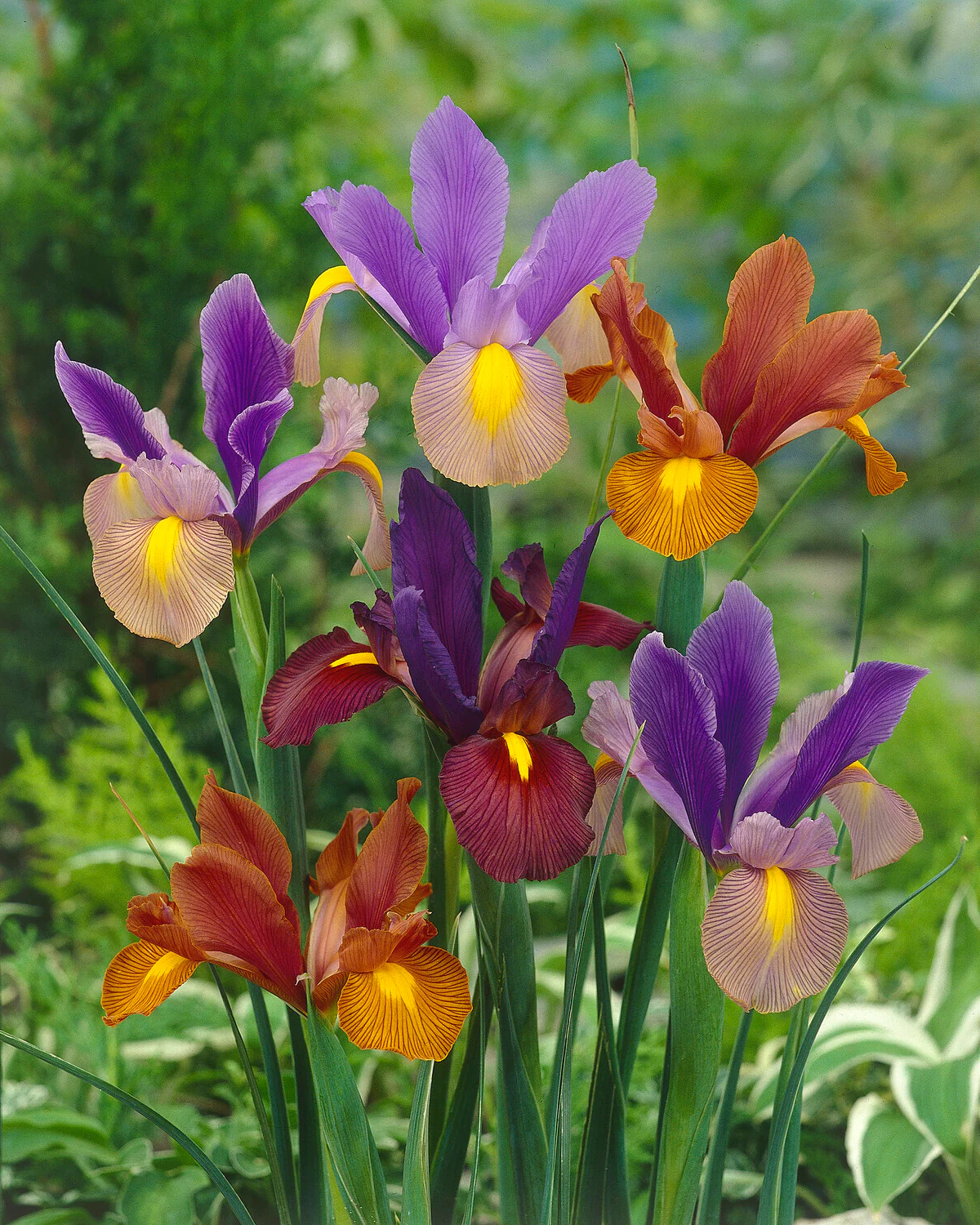 Dutch Iris 'Tiger Mix' - Image 2