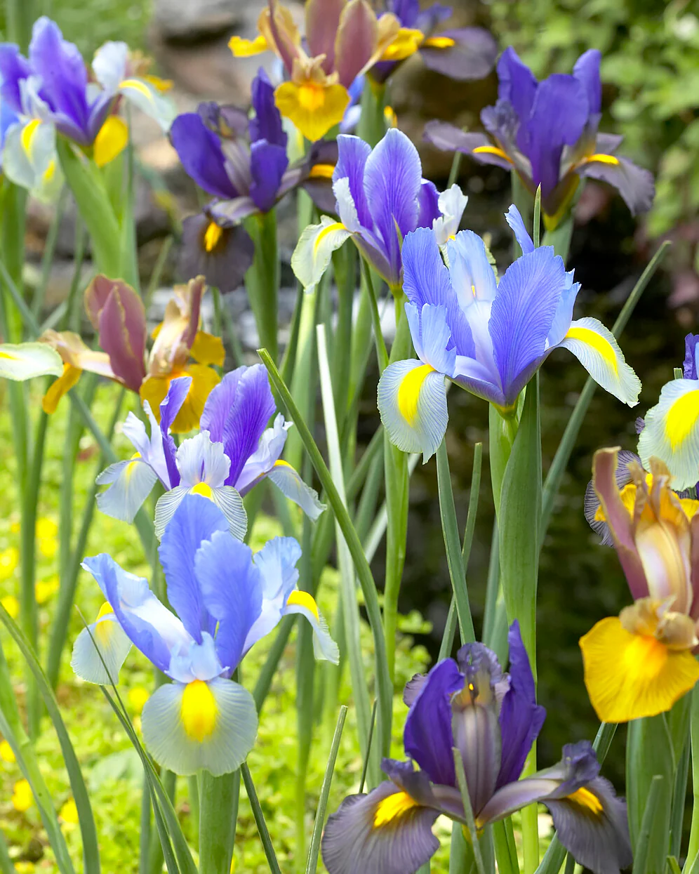 Dutch Iris 'Tiger Mix' - Image 3