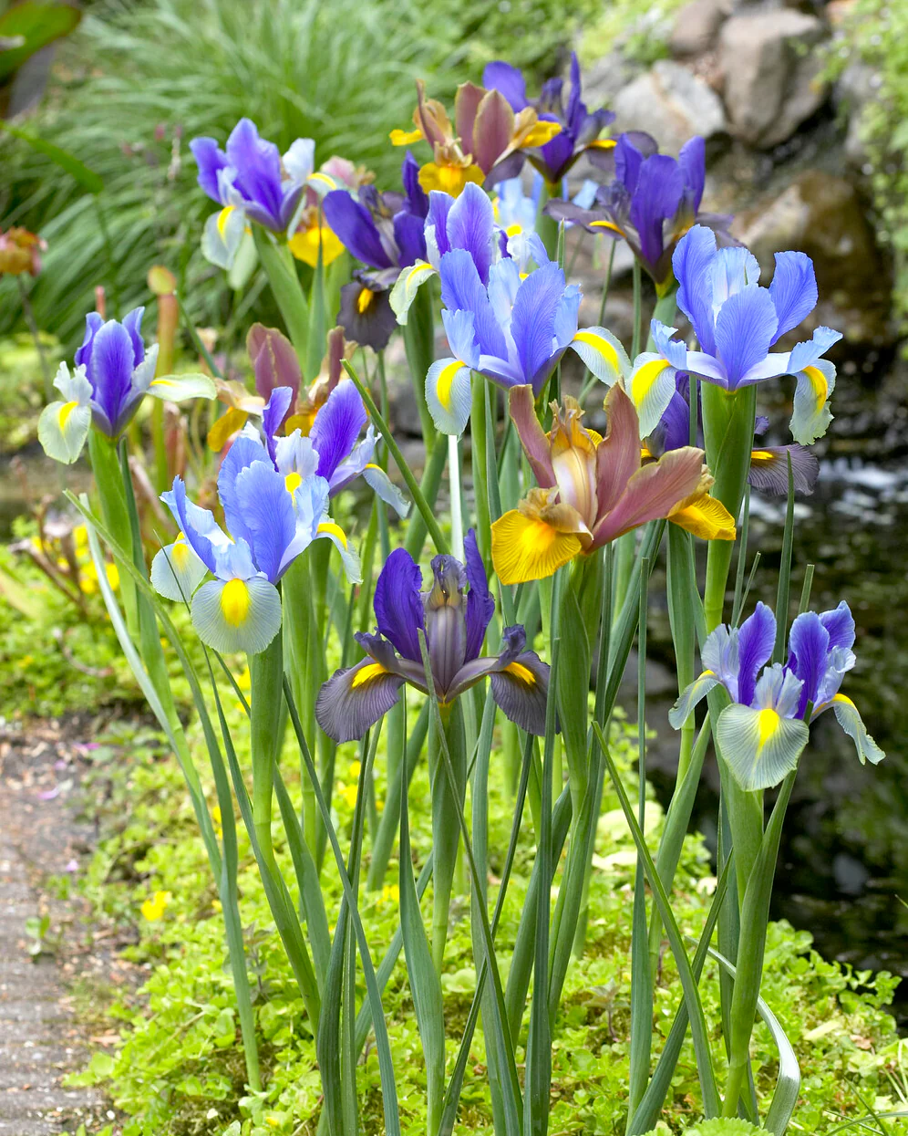 Dutch Iris 'Tiger Mix' - Image 4