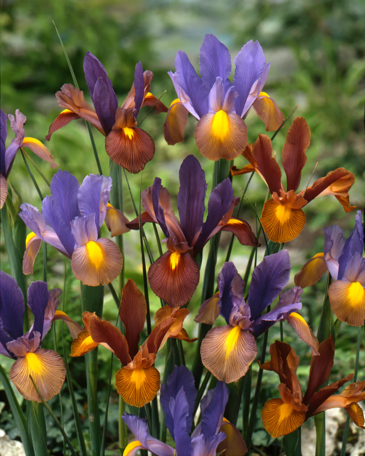 Dutch Iris 'Tiger Mix' - Image 5