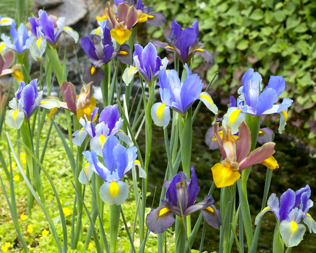 Dutch Iris 'Tiger Mix' - Image 6